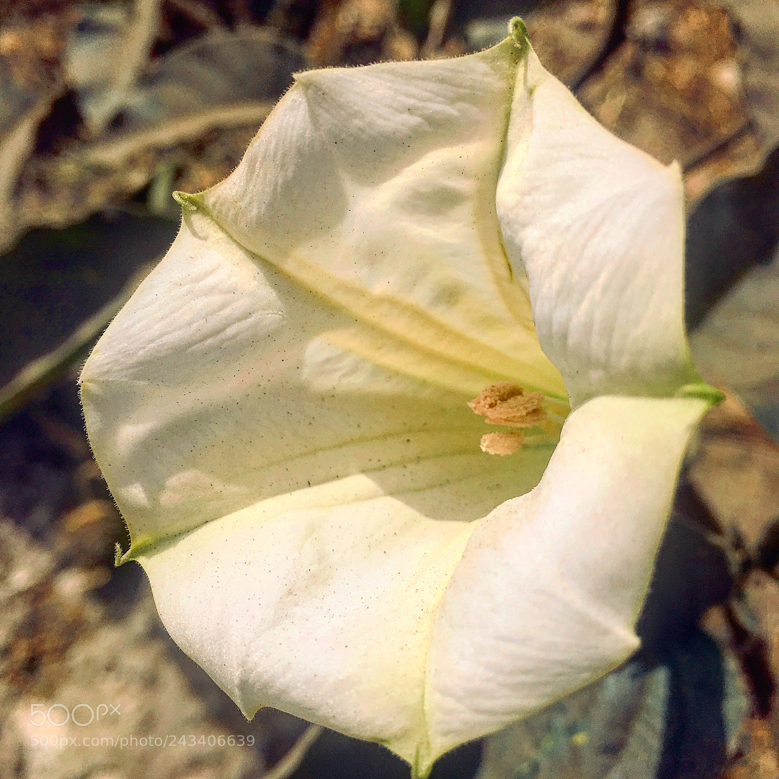 Apple iPhone 6s Plus sample photo. Untitled photography