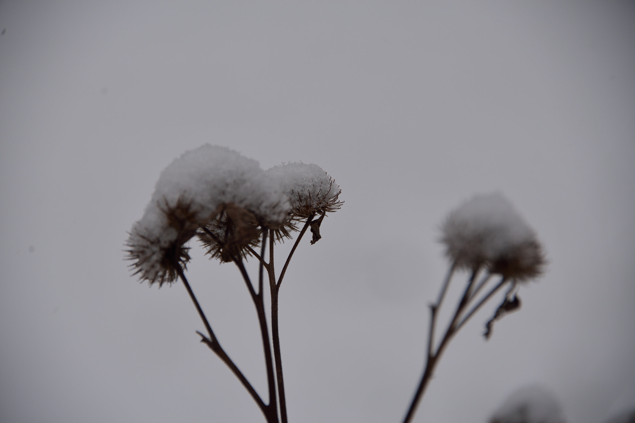 Nikon D610 sample photo. Winter photography