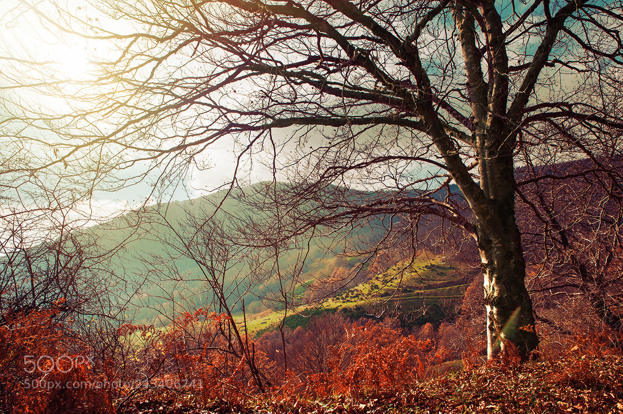 Nikon D700 sample photo. Red wood photography