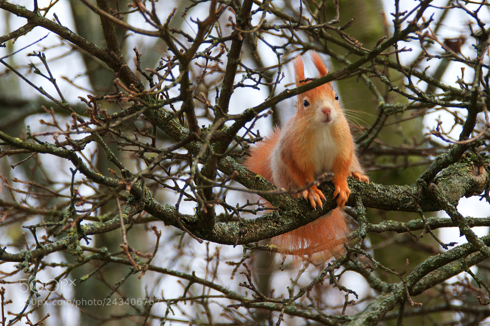 Fujifilm X-T2 sample photo. Squirrel photography