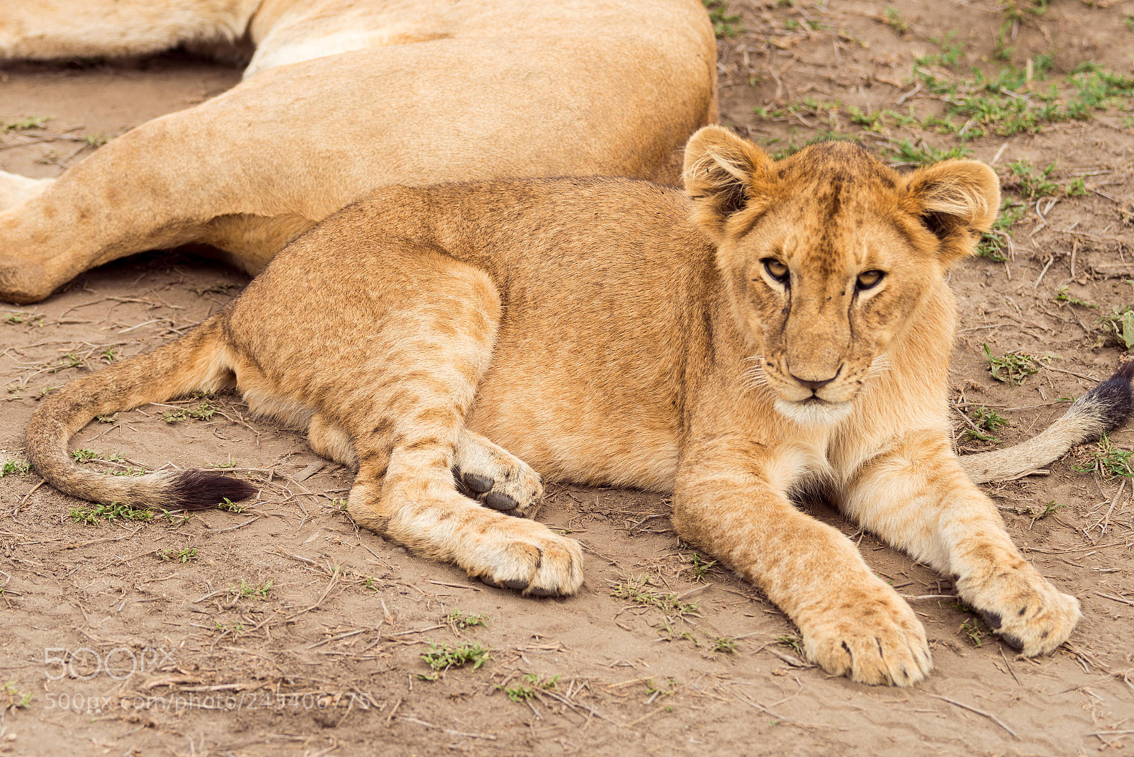 Nikon D800 sample photo. Young lion at serengeti photography