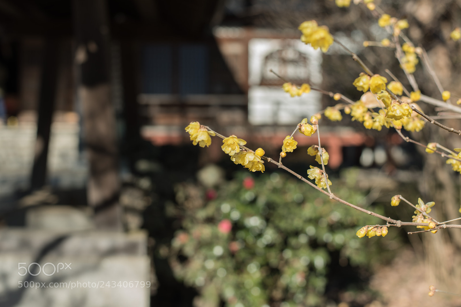 Nikon D810 sample photo. Wax cherry photography