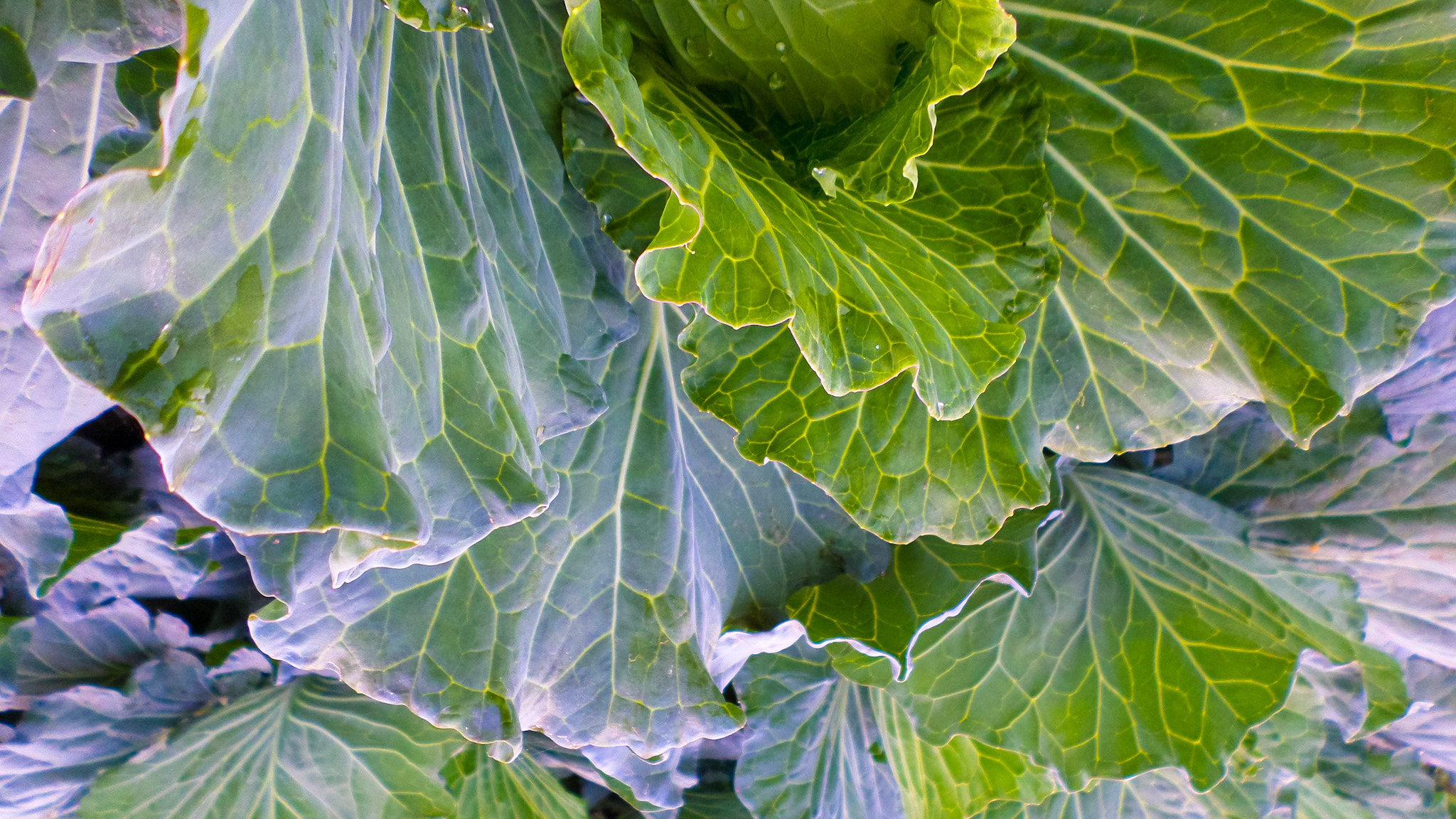 Samsung ST72/ST73 sample photo. Cabbage photography