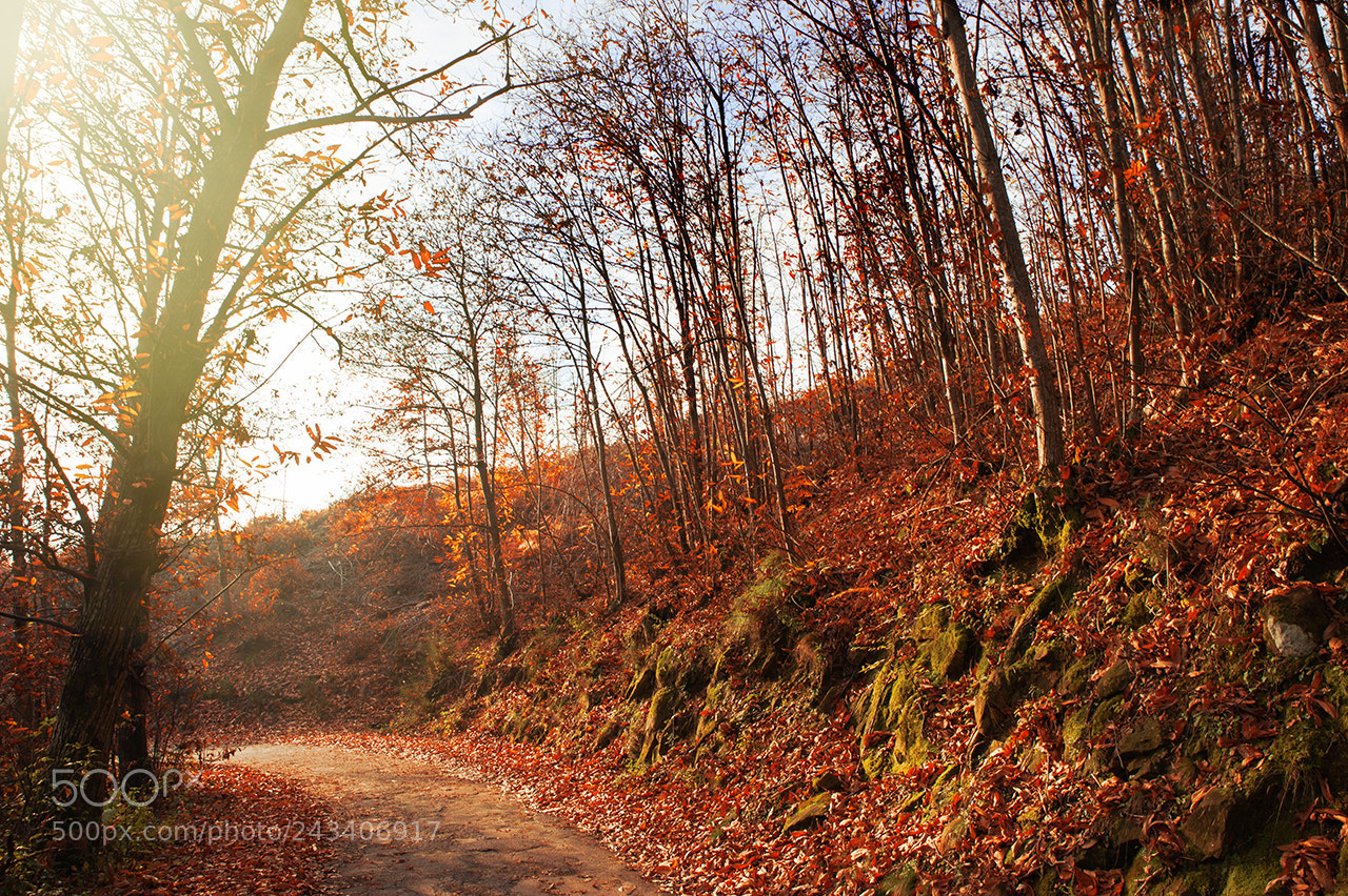 Nikon D700 sample photo. Red wood photography