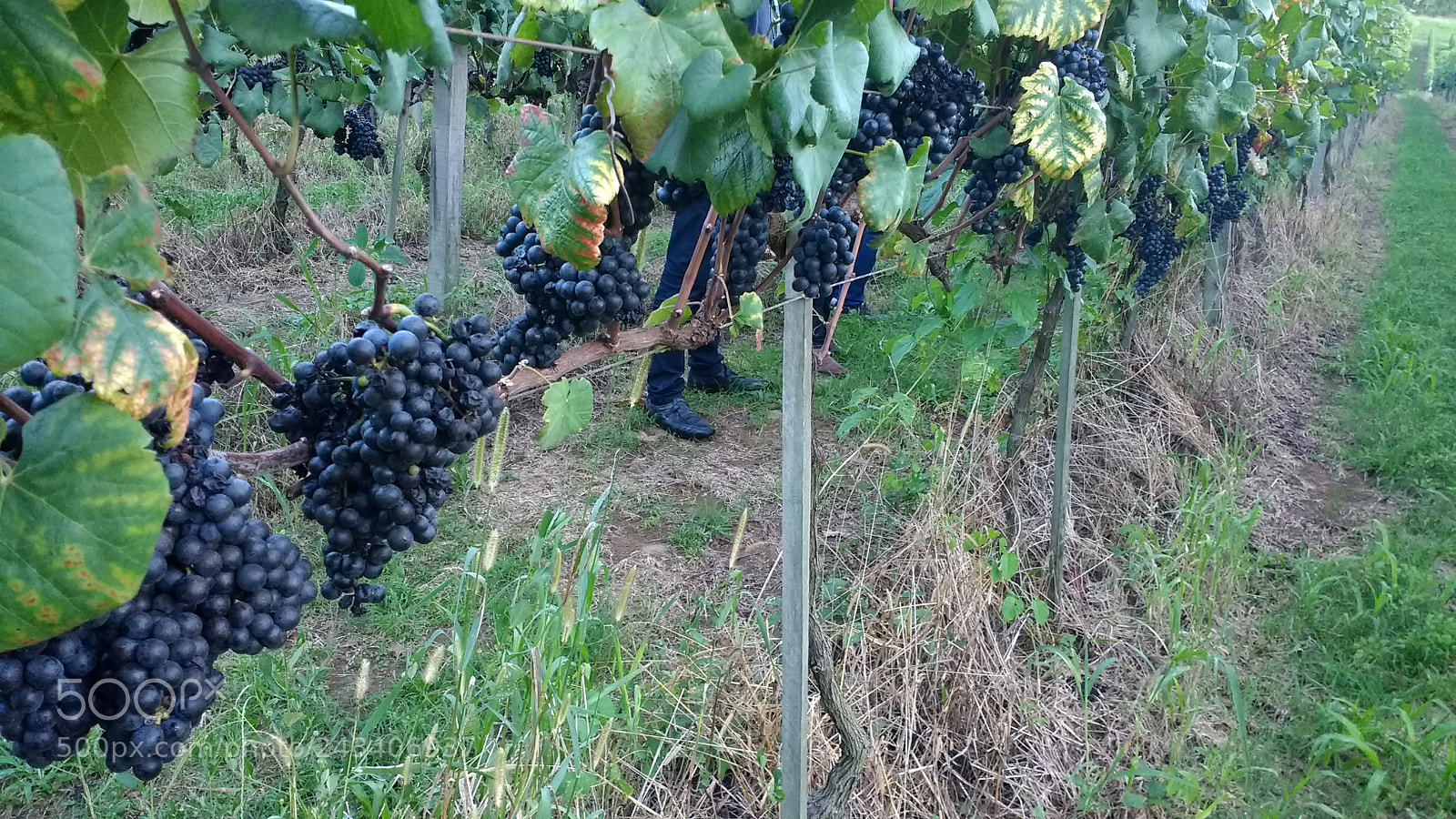 Motorola Moto G (4) sample photo. Grapevine photography