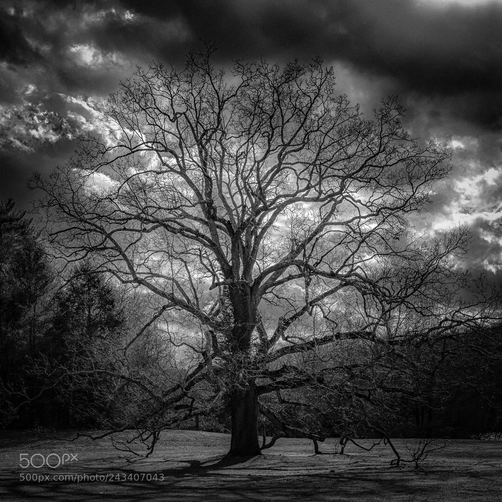 Panasonic Lumix DMC-GH4 sample photo. The langwater oak photography