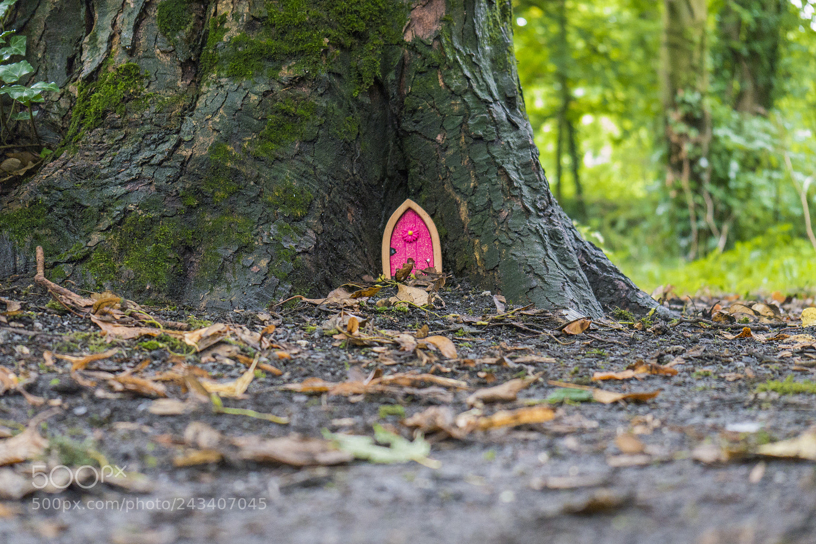 Panasonic Lumix DMC-G6 sample photo. A tree in killkenny photography