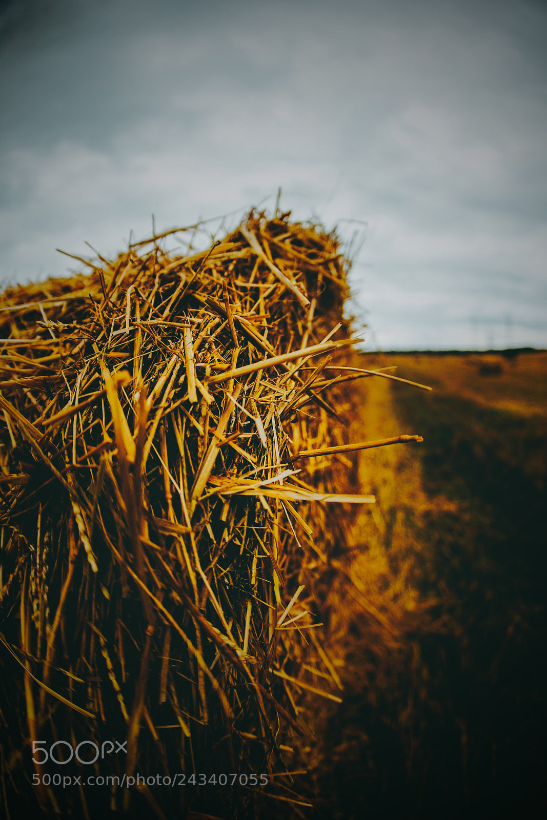 Sony a7 II sample photo. Nature art photography