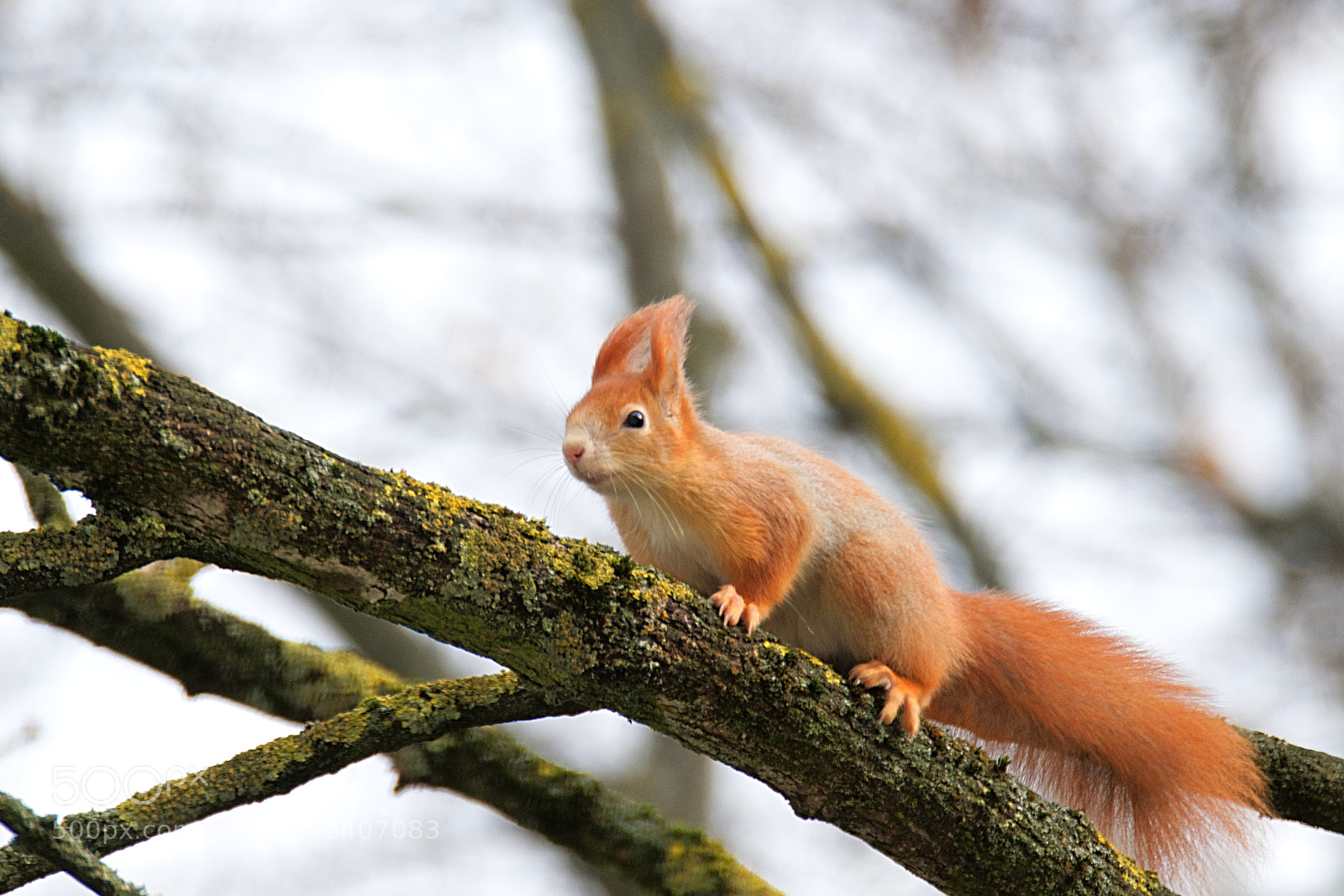 Fujifilm X-T2 sample photo. Squirell2 photography