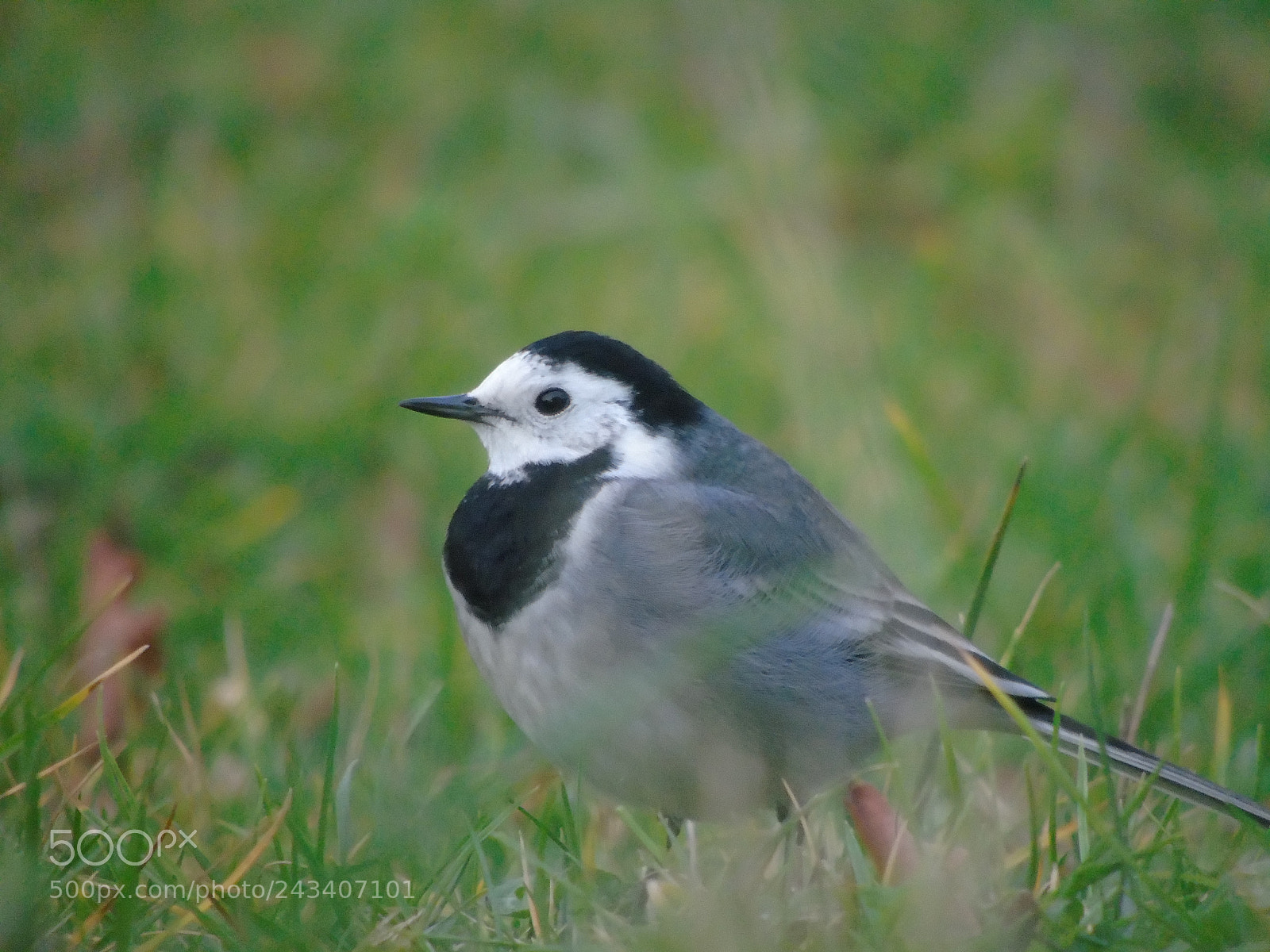 Sony Cyber-shot DSC-H400 sample photo. Bird? photography