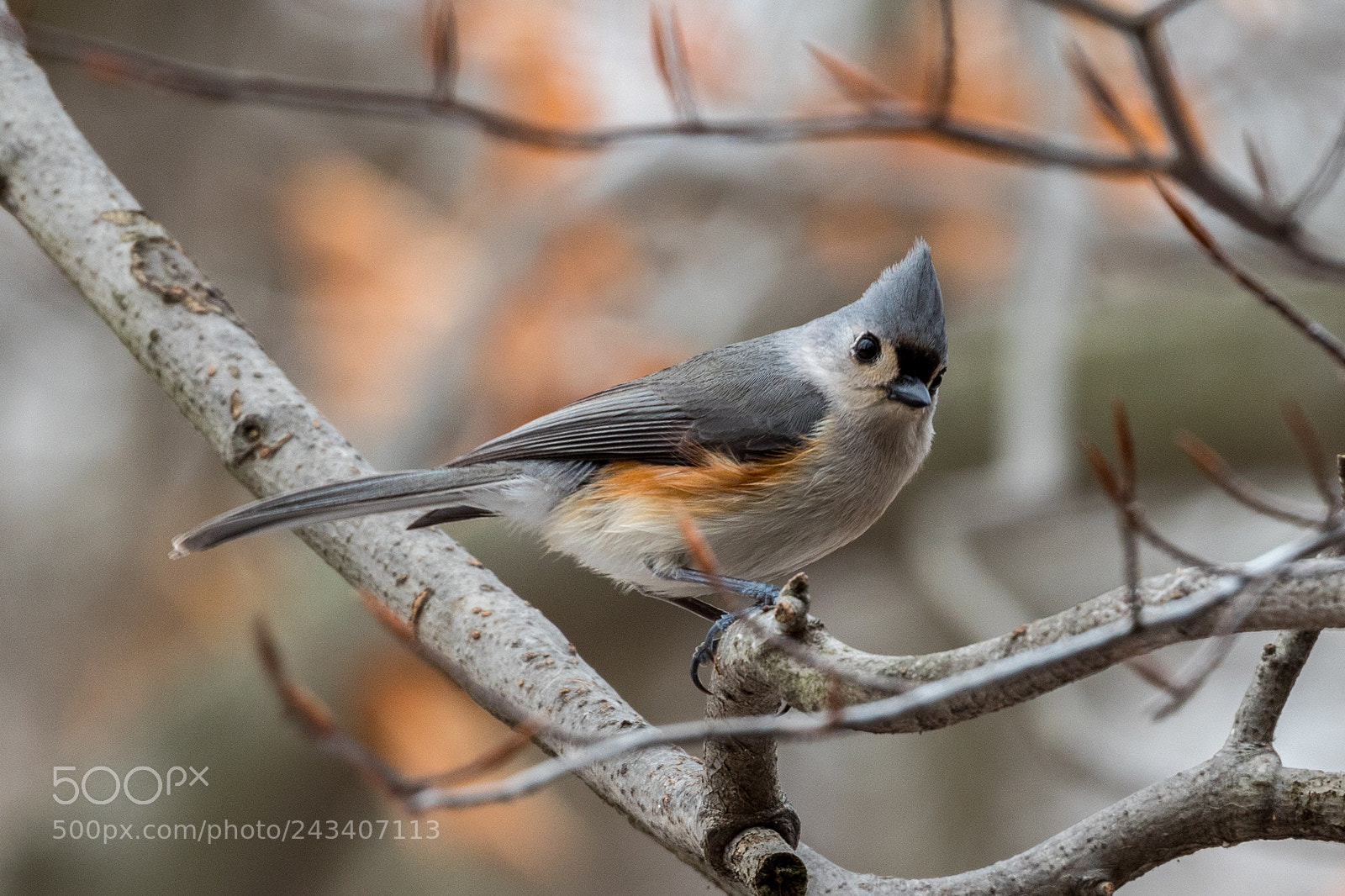 Canon EOS 1300D (EOS Rebel T6 / EOS Kiss X80) sample photo. Tufted titmouse photography