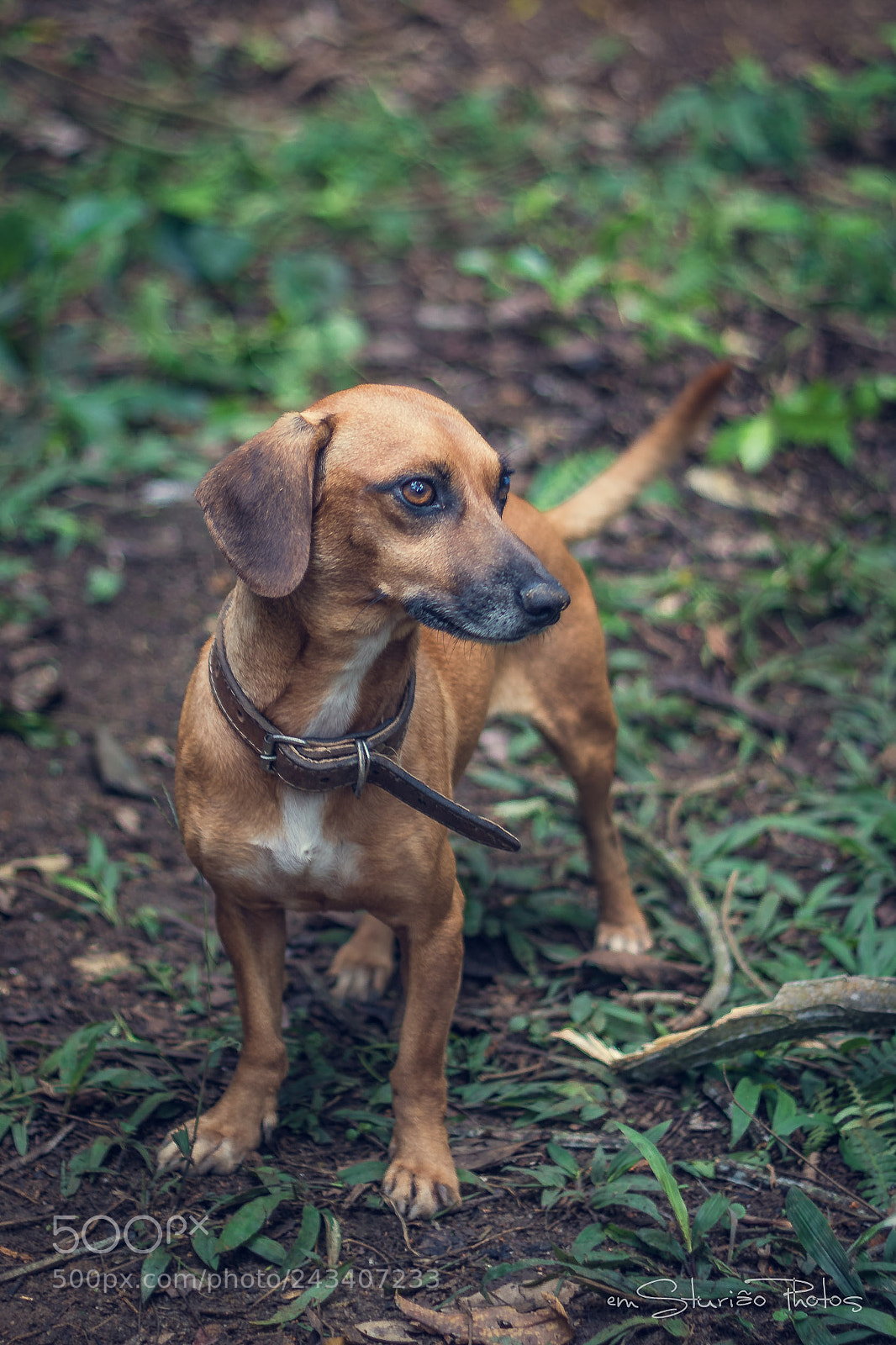 Canon EOS 750D (EOS Rebel T6i / EOS Kiss X8i) sample photo. Bruce photography