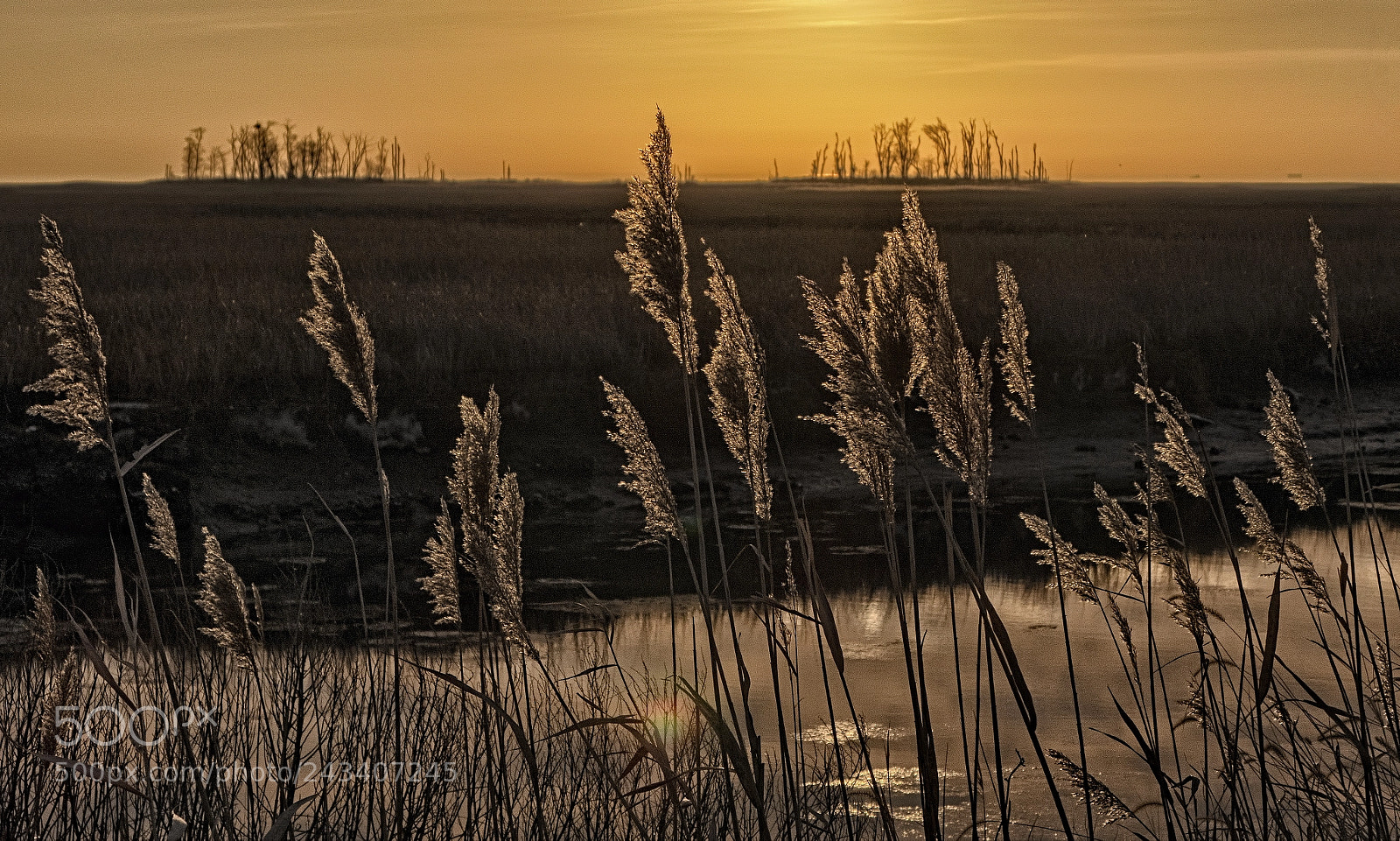 Sony Cyber-shot DSC-RX10 II sample photo. Bombay hook sunrise #3 photography