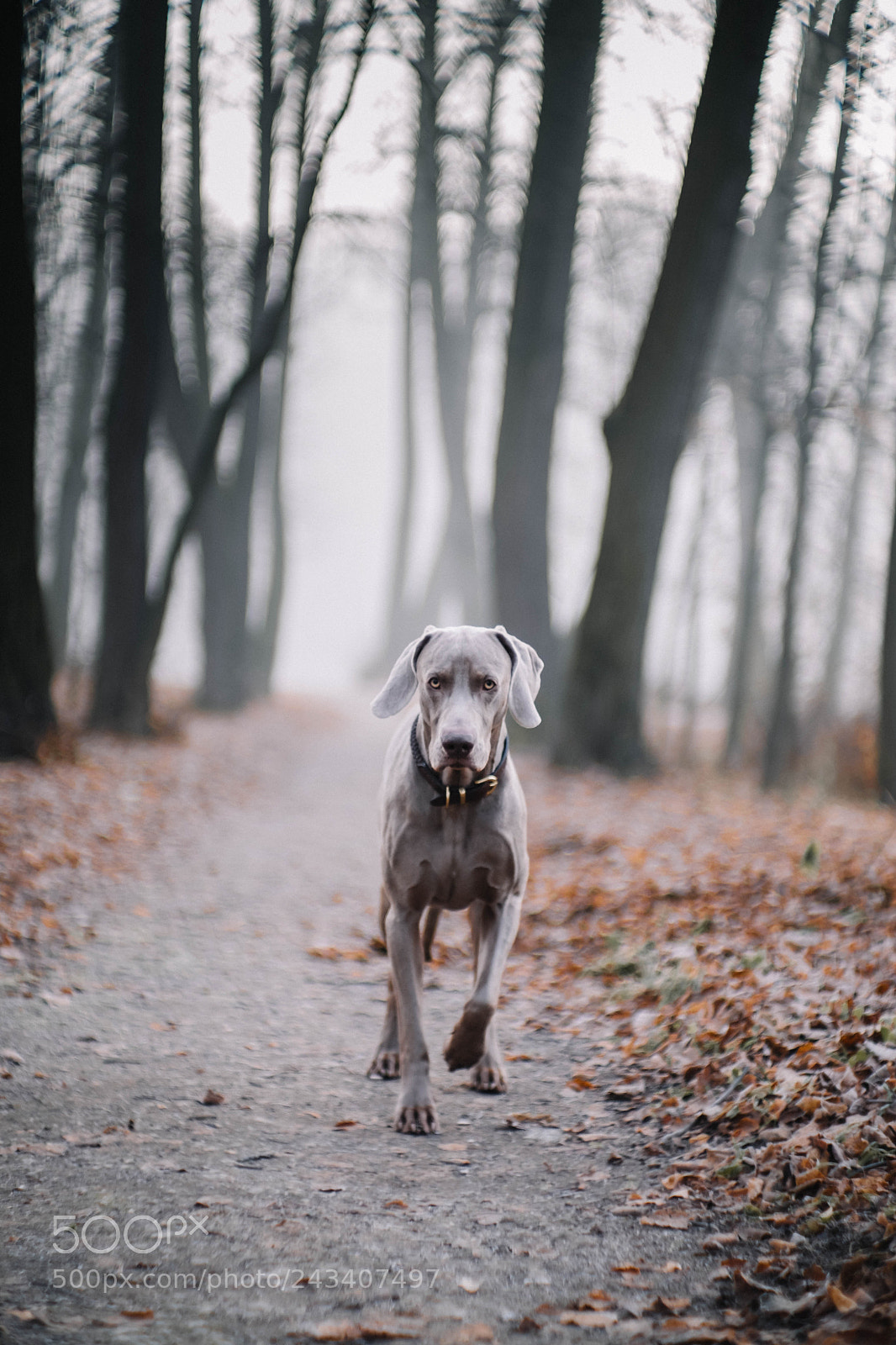 Fujifilm X-T20 sample photo. Running from the fog photography