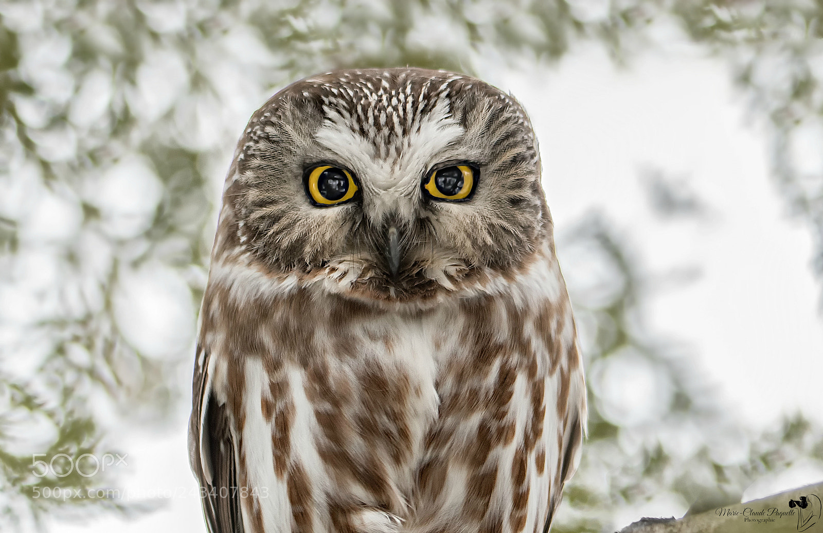 Nikon D500 sample photo. Eye to eye photography