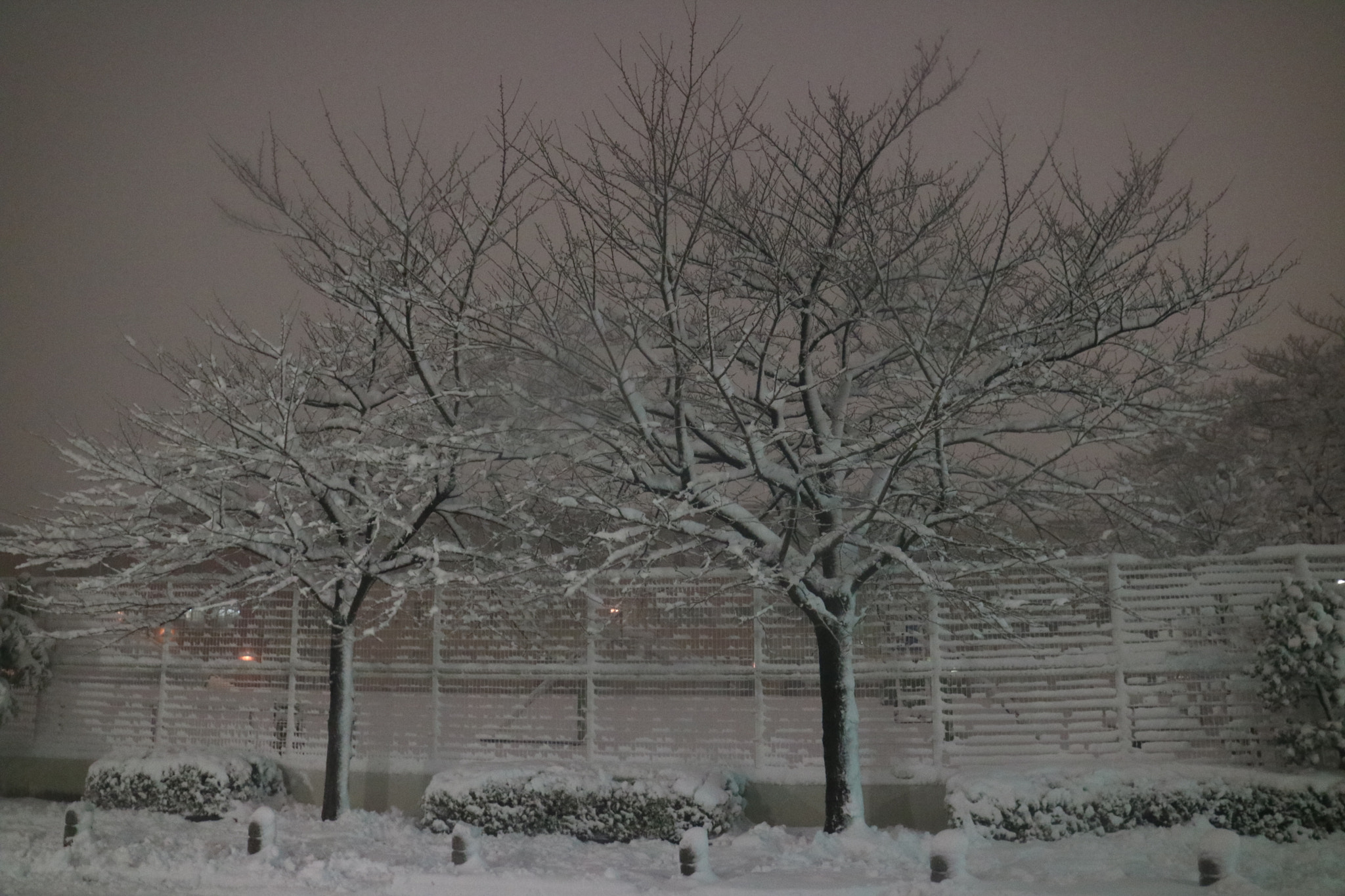 Canon EOS M3 sample photo. First snow fall of this winter in tokyo photography