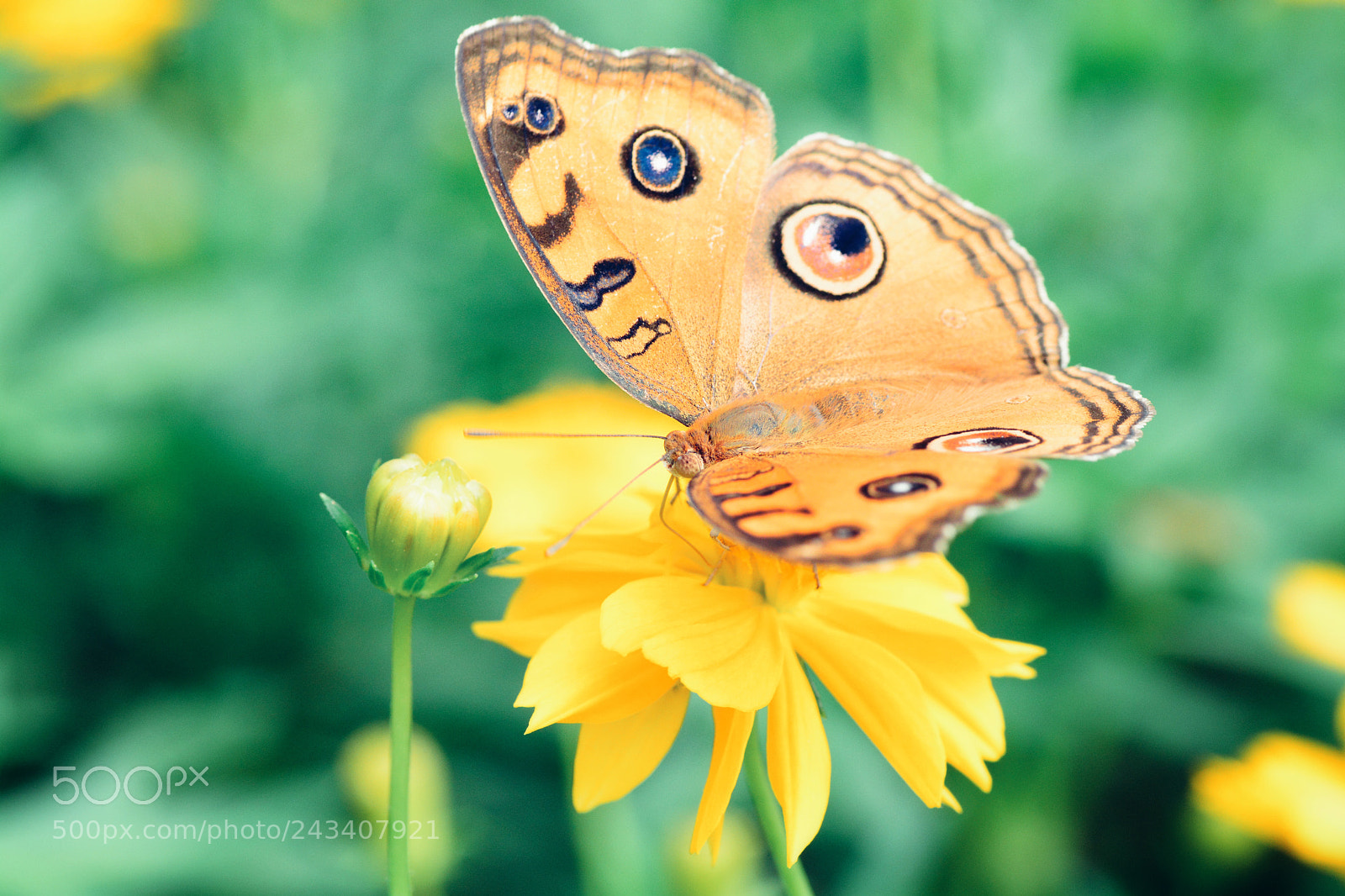 Nikon D7100 sample photo. Untitled photography