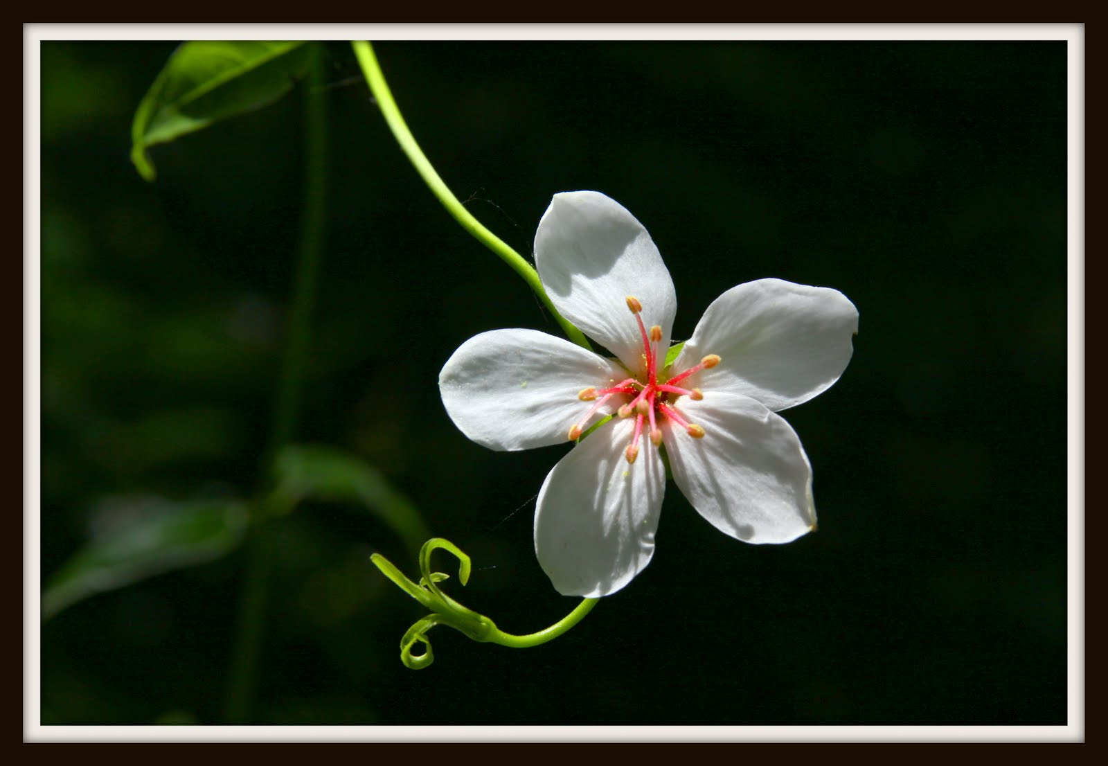 Canon EOS 50D + Sigma 17-70mm F2.8-4 DC Macro OS HSM sample photo. Untitled photography