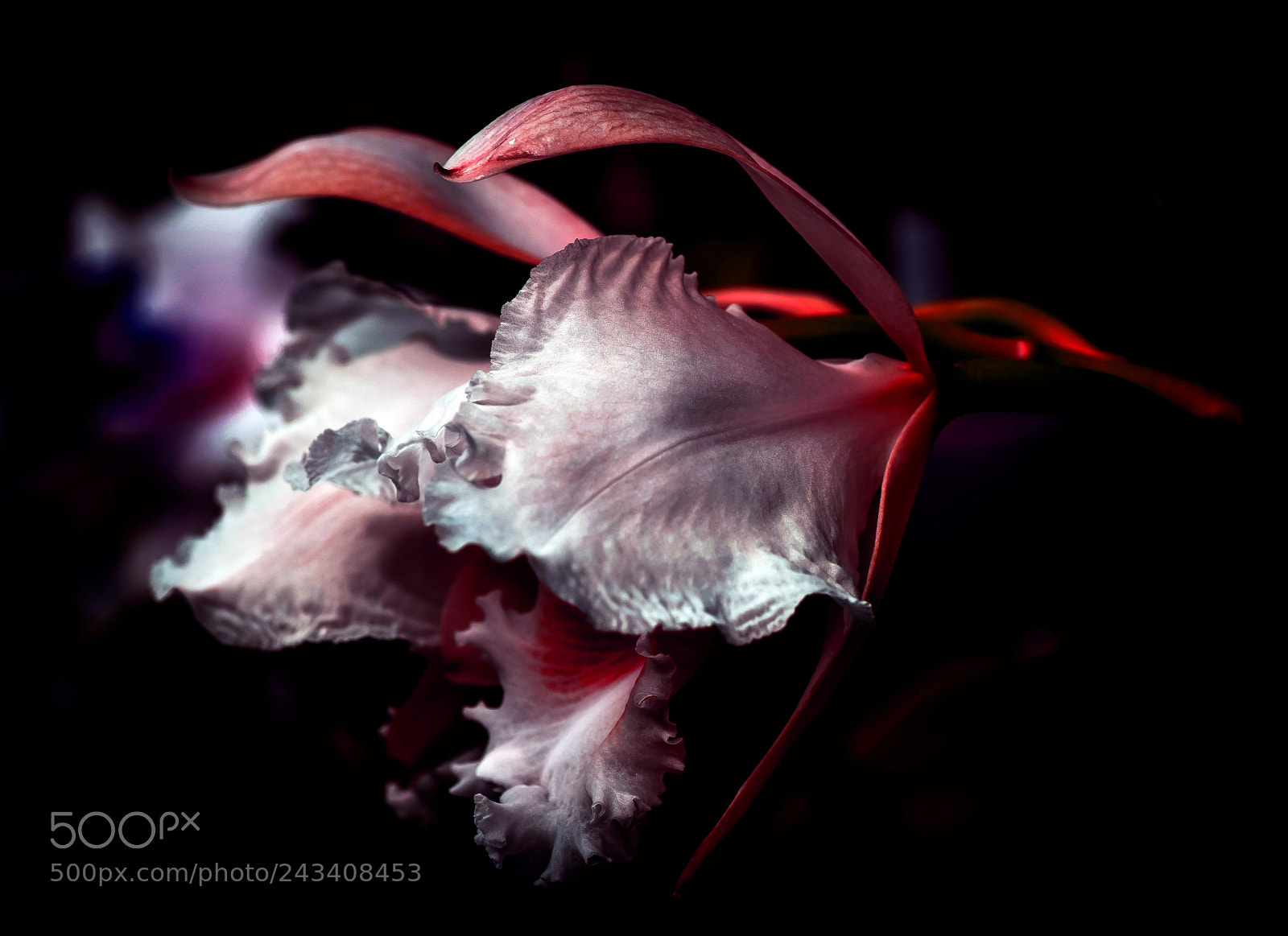 Nikon D800E sample photo. Orchid flower lighting down photography