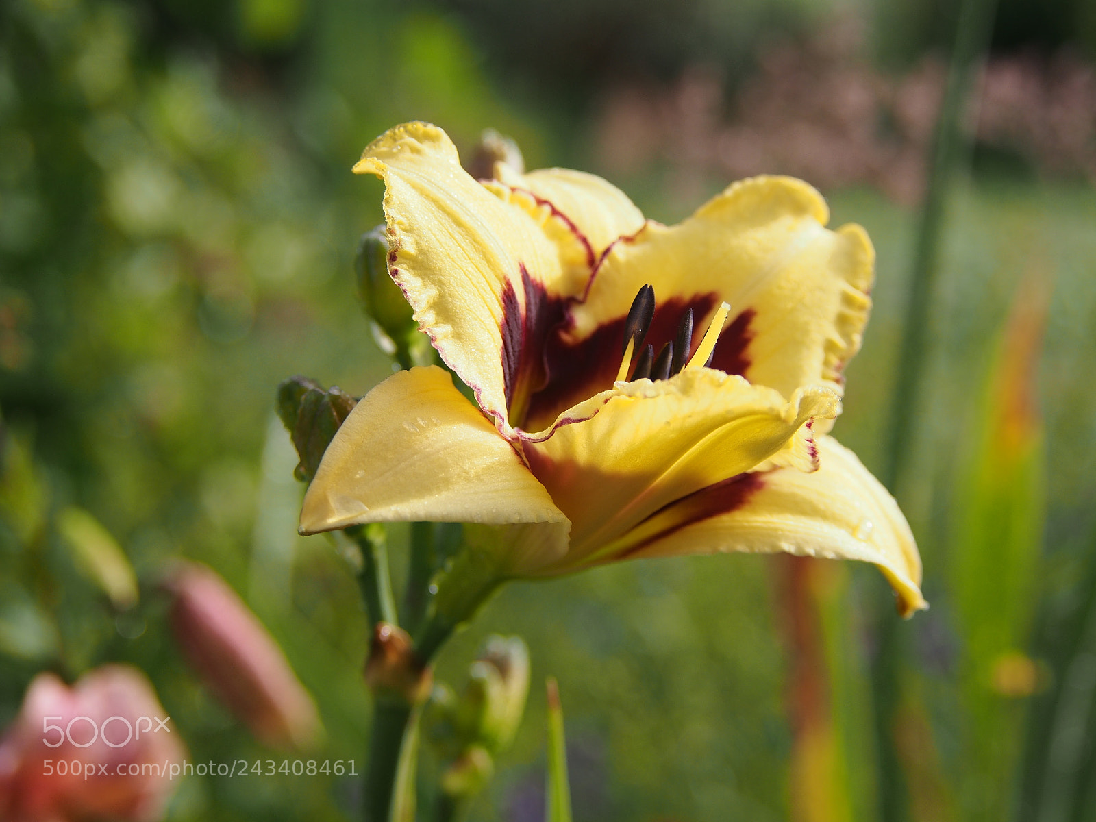 Olympus PEN E-PL5 sample photo. Lily photography