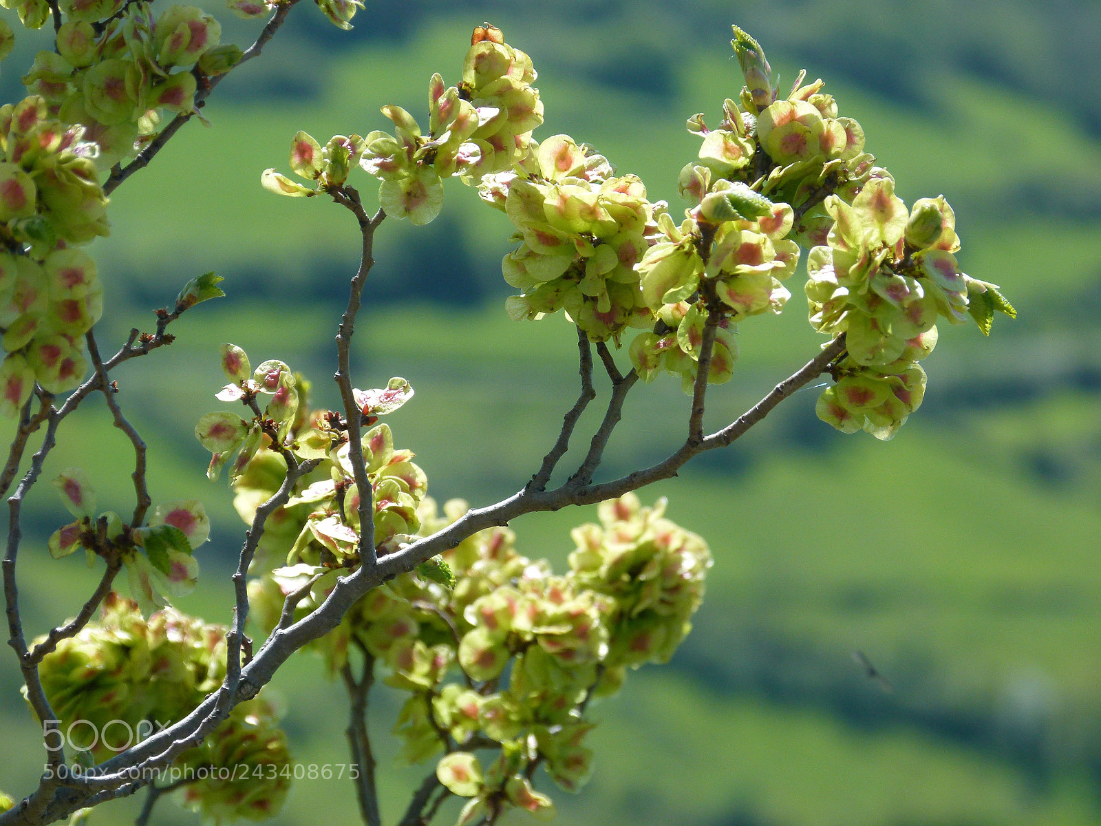 Panasonic Lumix DMC-FZ100 sample photo. Flowering in france photography