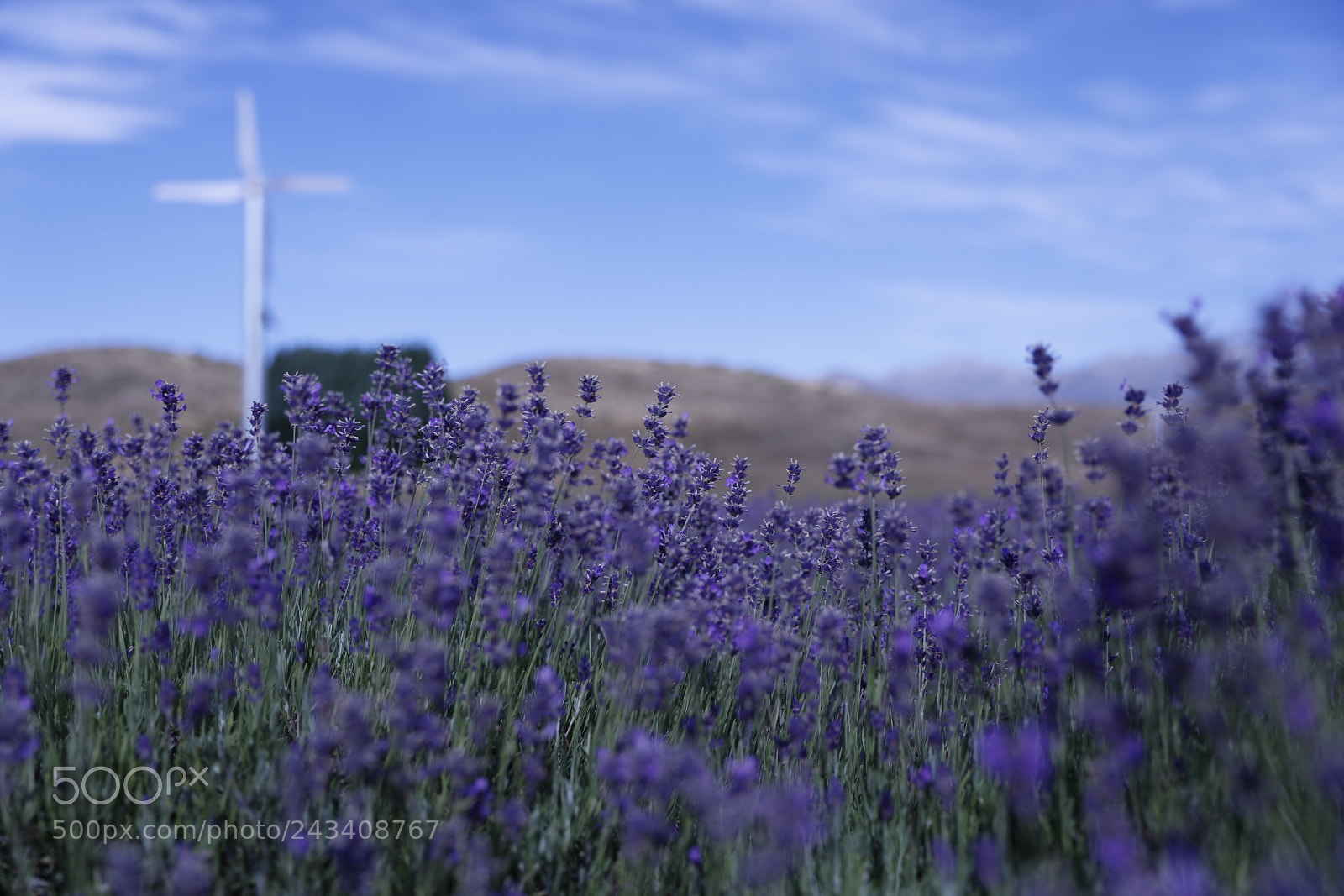 Canon EF 24-70mm F2.8L II USM sample photo. Purple photography