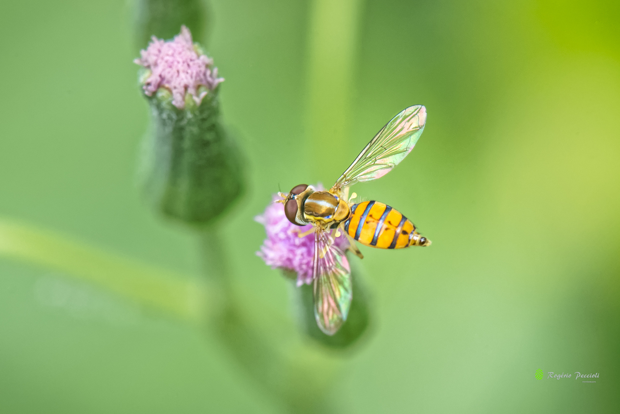 Nikon AF-S Micro-Nikkor 105mm F2.8G IF-ED VR sample photo. Fly photography