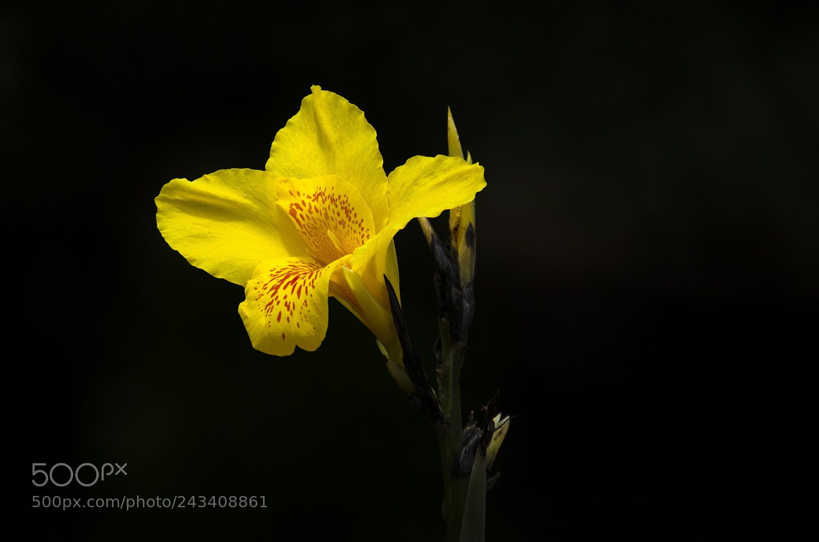 Nikon D5100 sample photo. Sun light photography