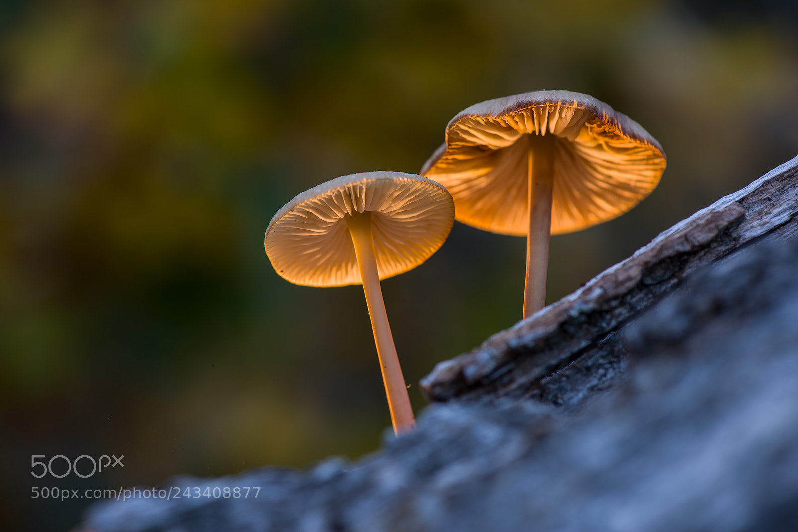 Nikon D800 sample photo. Mushrooms at sunset photography
