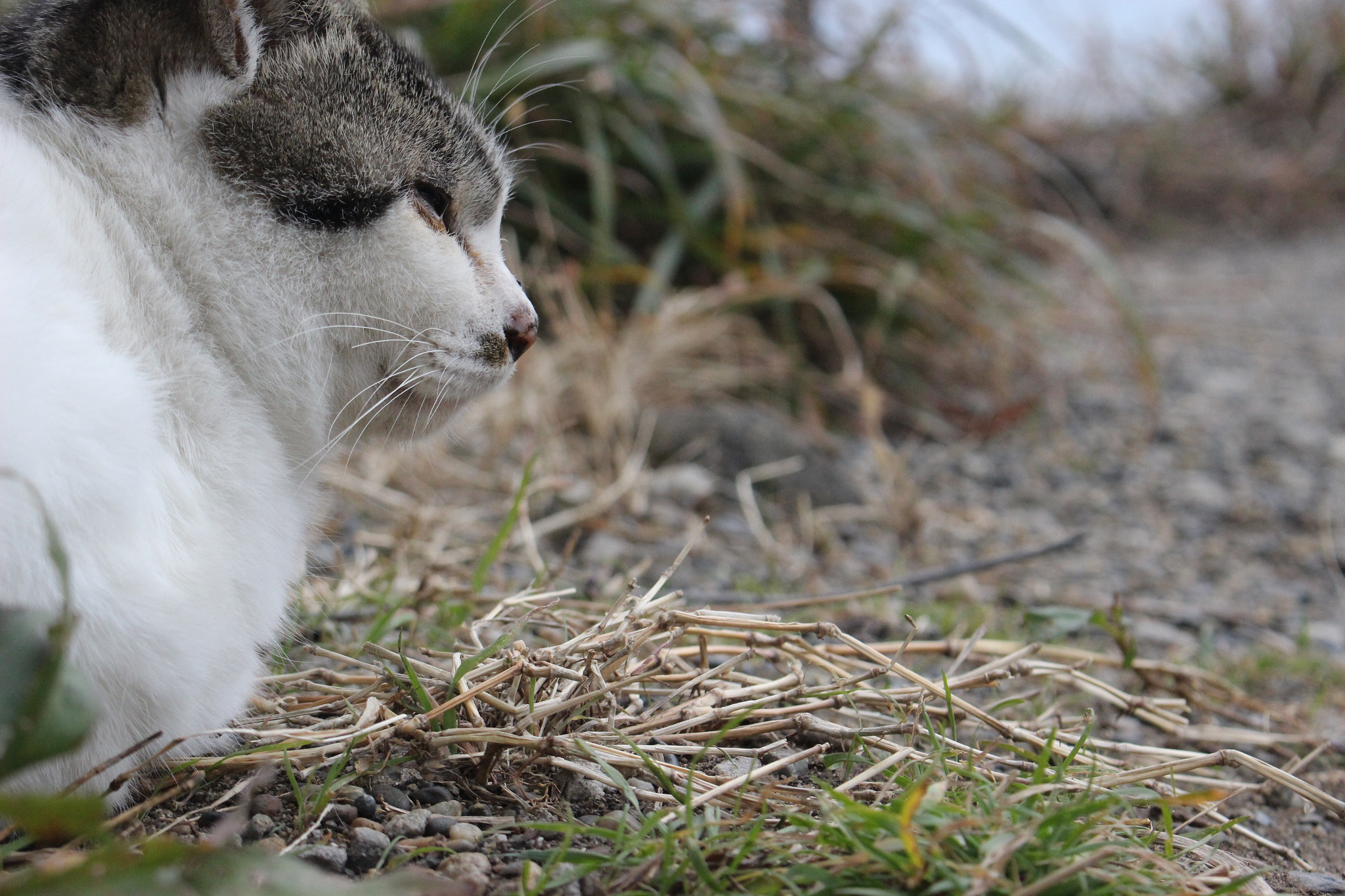 Canon EOS 100D (EOS Rebel SL1 / EOS Kiss X7) sample photo. The cat in chiba pre. photography