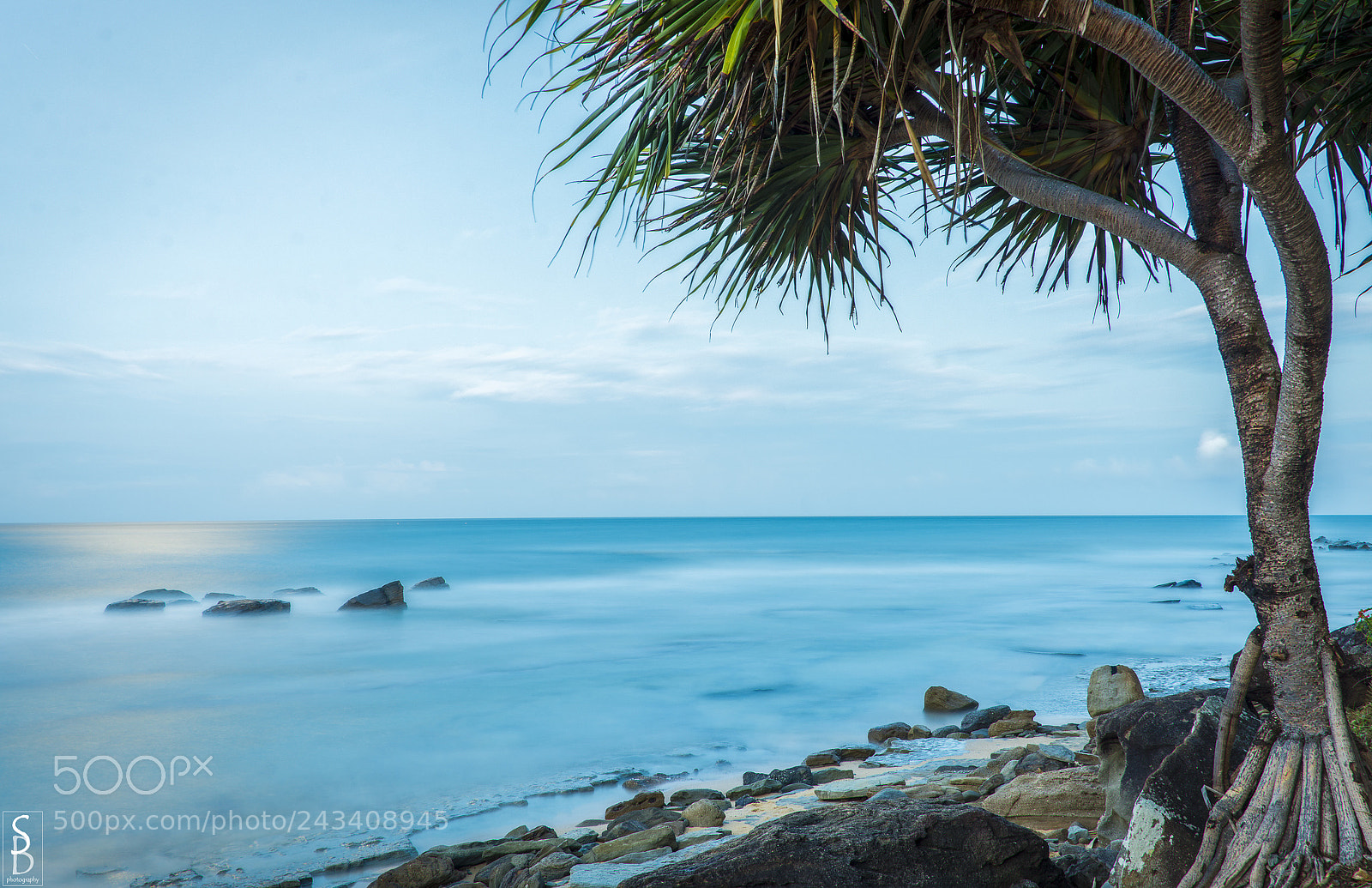 Nikon D7200 sample photo. Moonlit pandanus photography