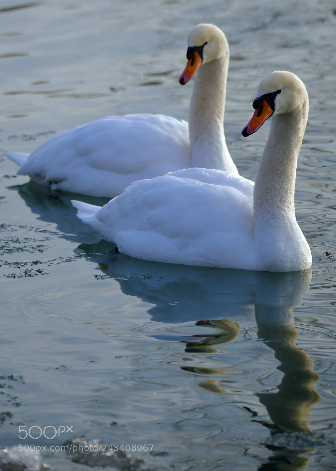 Nikon D850 sample photo. Swan couple photography