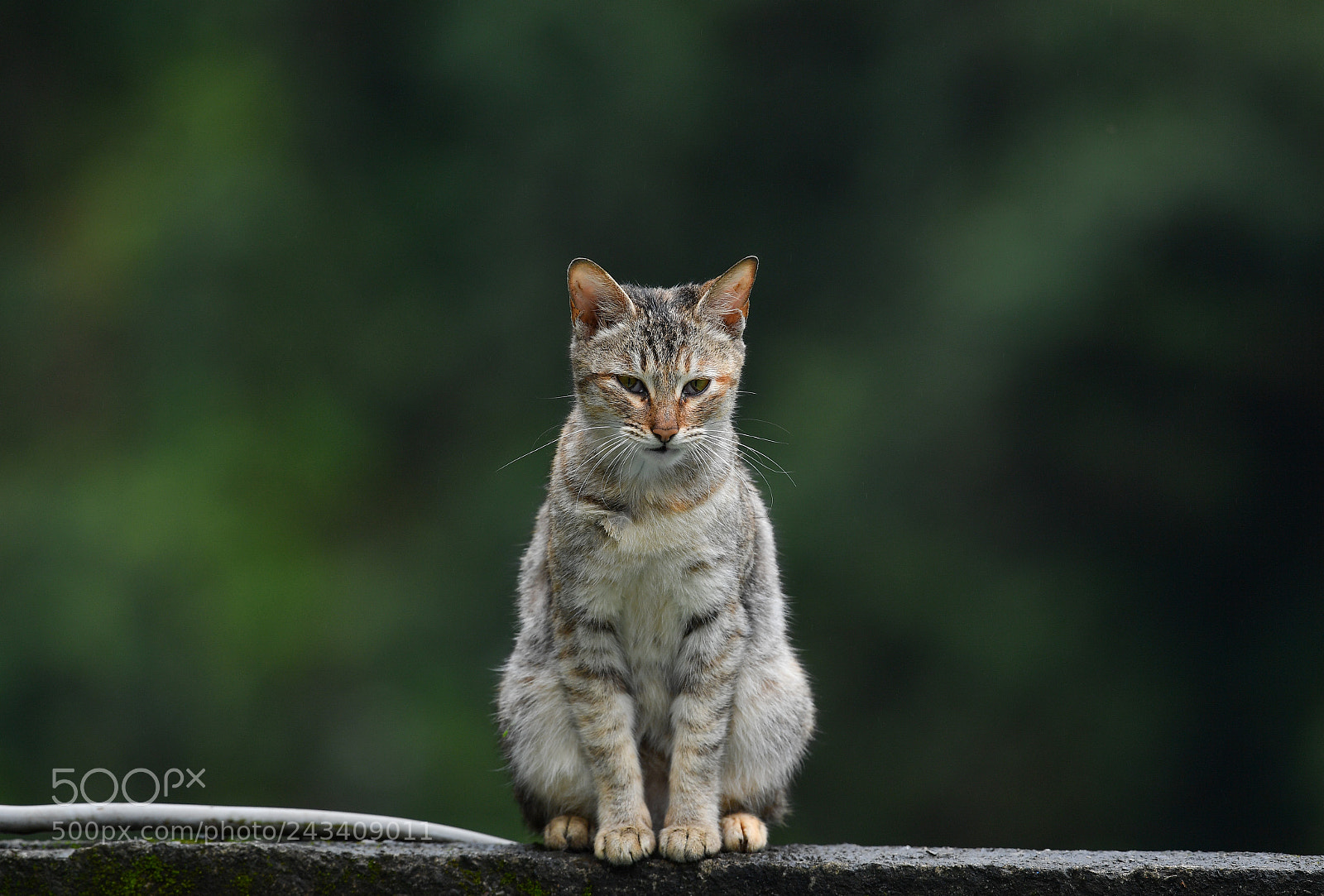 Nikon D5 sample photo. Cat photography