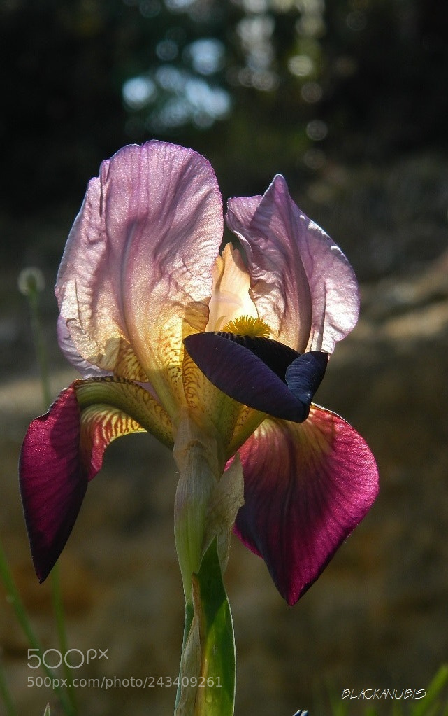 Nikon Coolpix L120 sample photo. Flora lantern photography