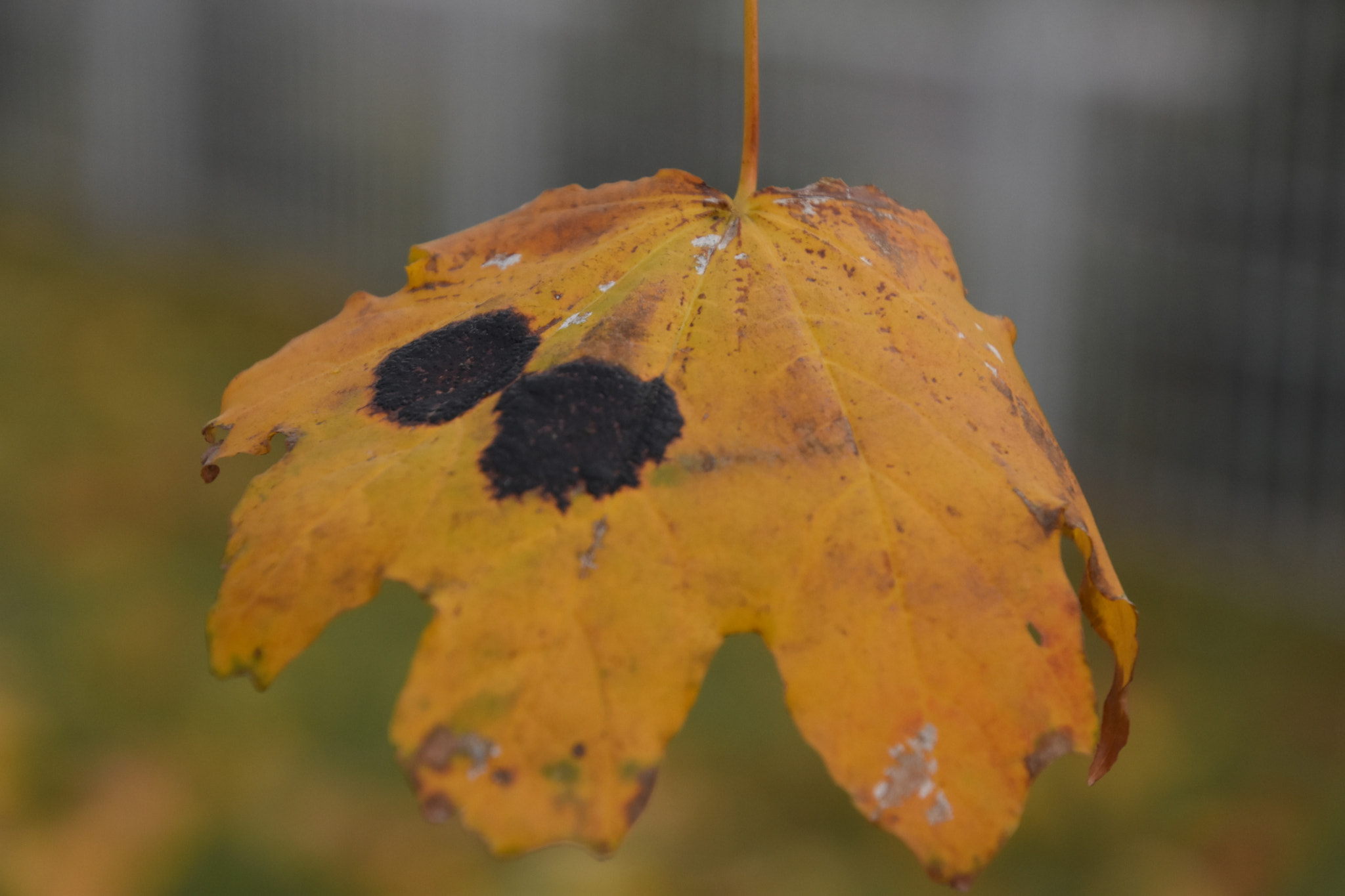 Nikon D7200 sample photo. Lonely hanging yellow leaf with black spots photography