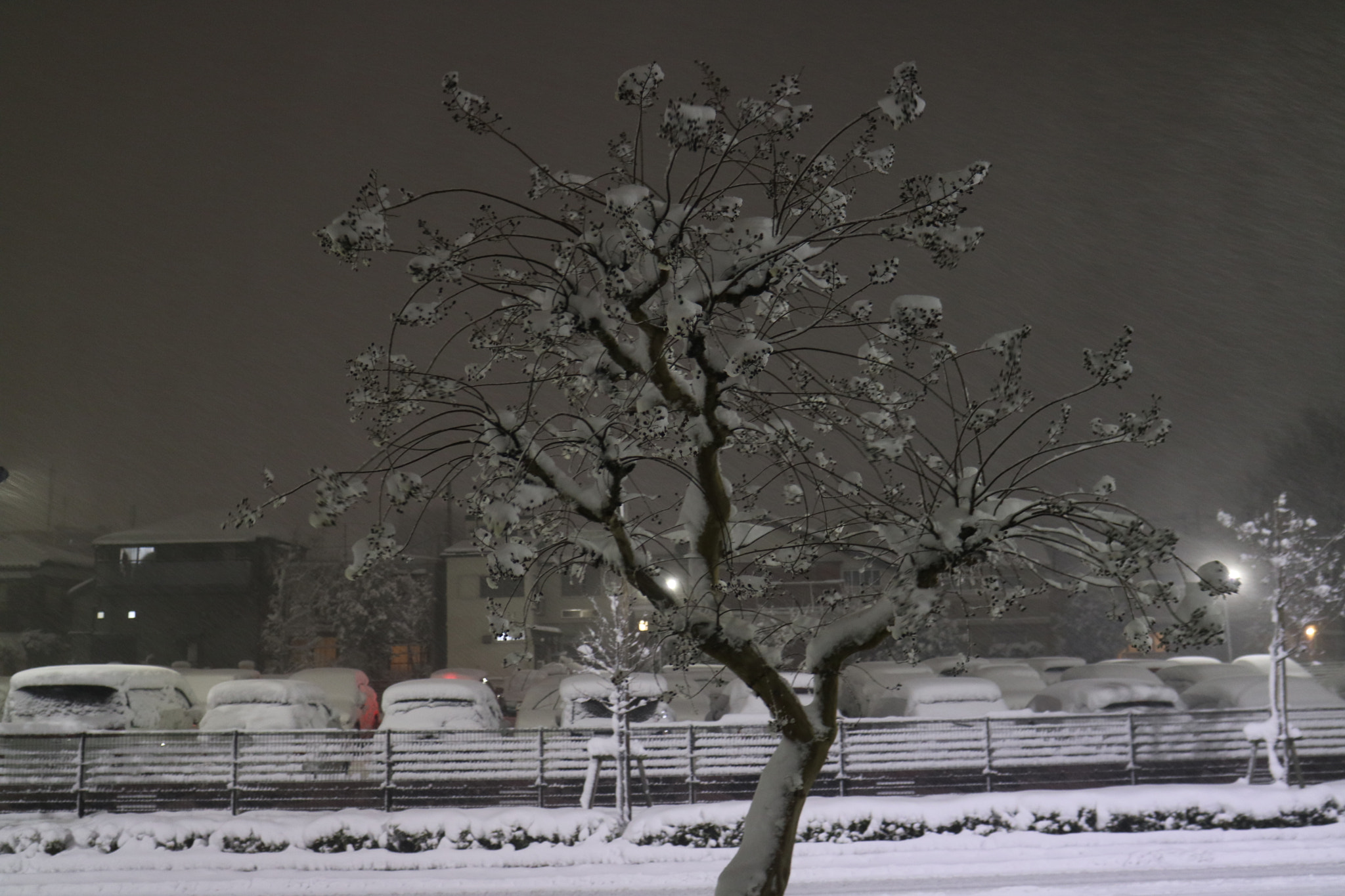 Canon EOS M3 sample photo. Snow tree photography
