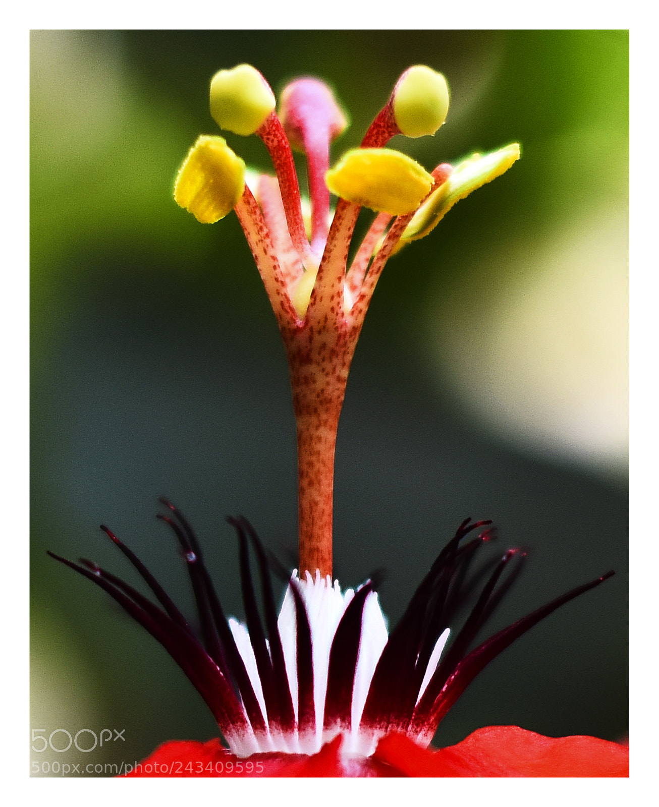 Nikon D810 sample photo. Flower photography