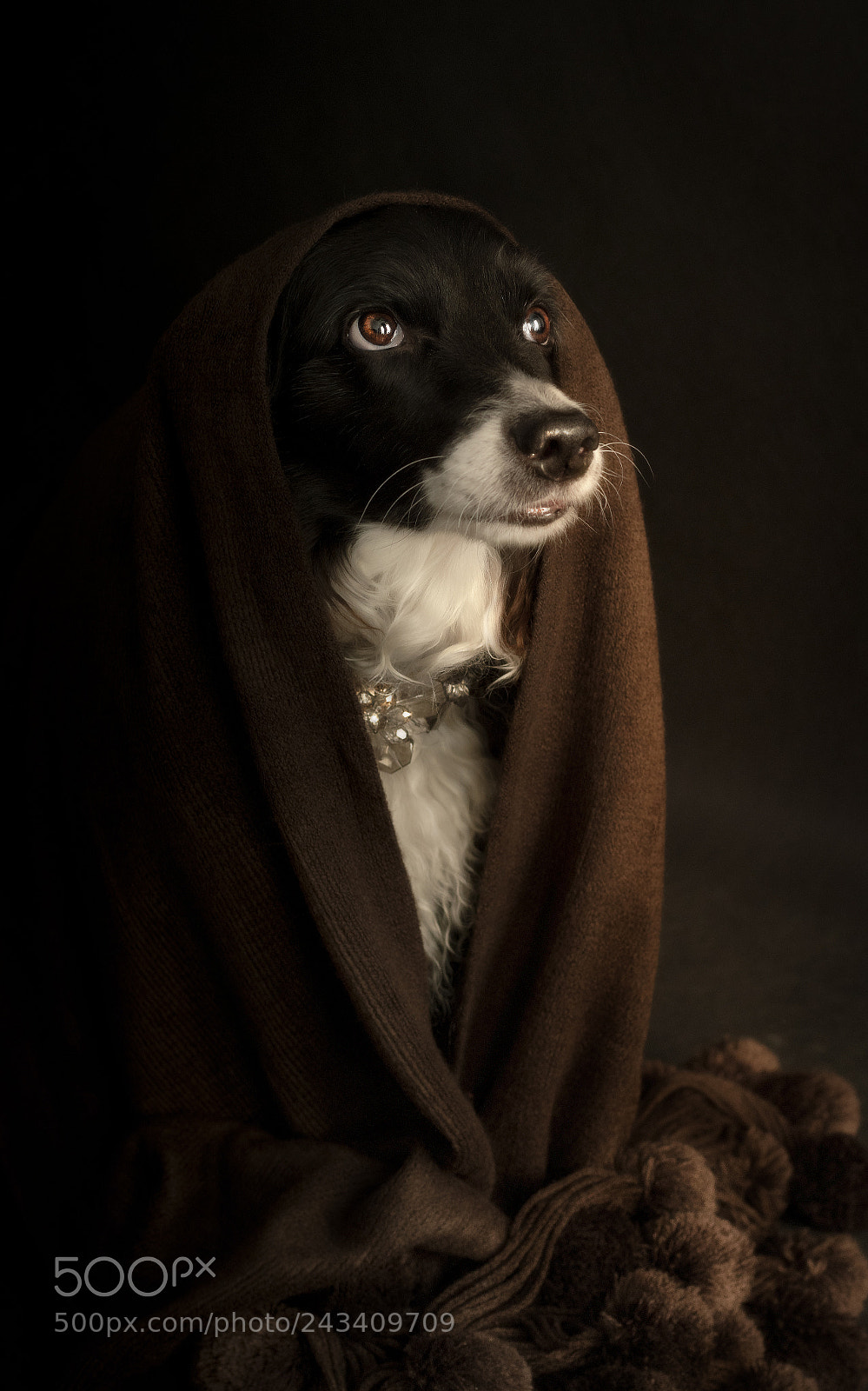 Nikon D500 sample photo. The last jedi photography