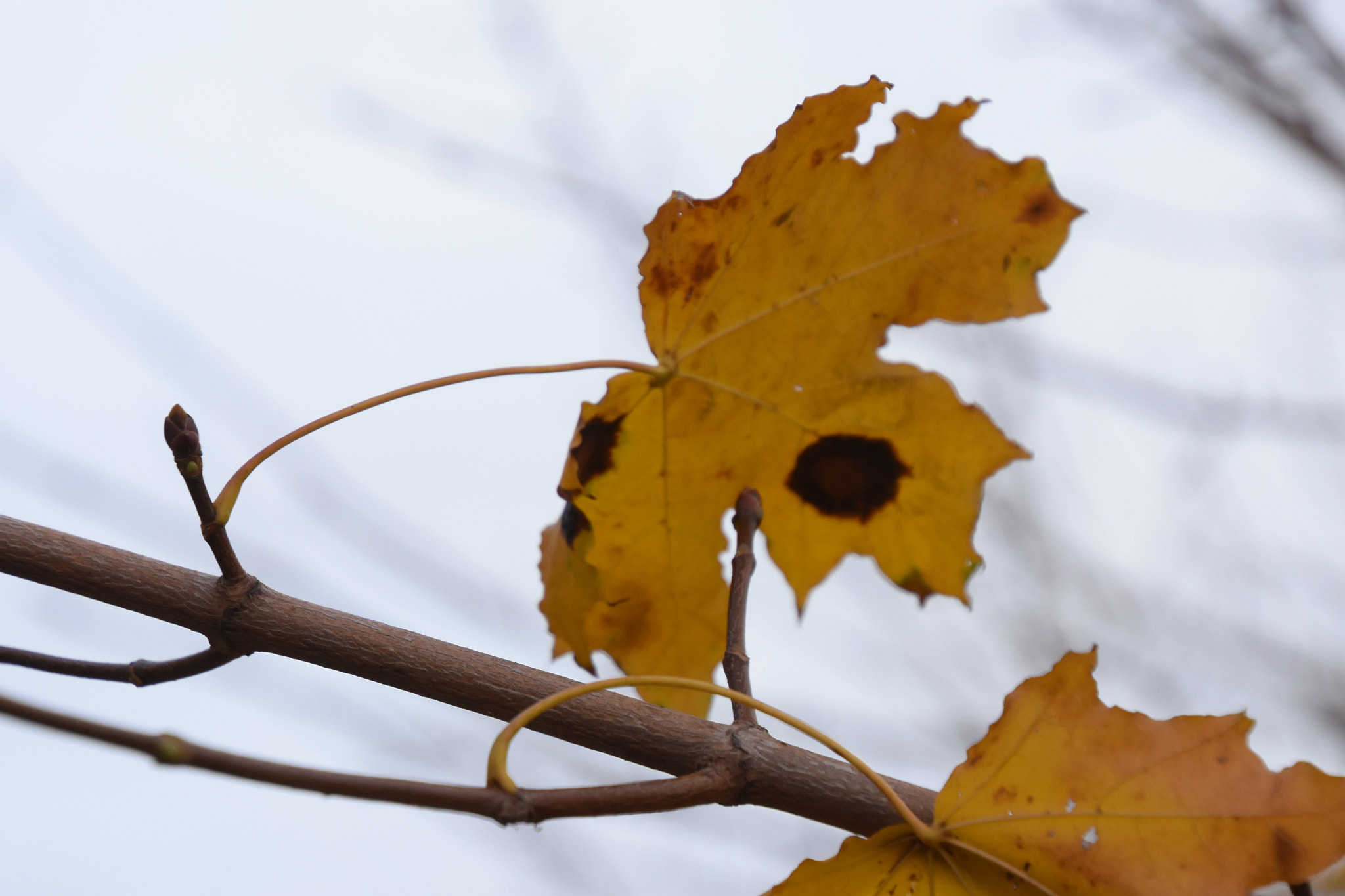 Nikon D7200 sample photo. Одиноко висящий желтый на ветке дерева лист черными пятнами photography