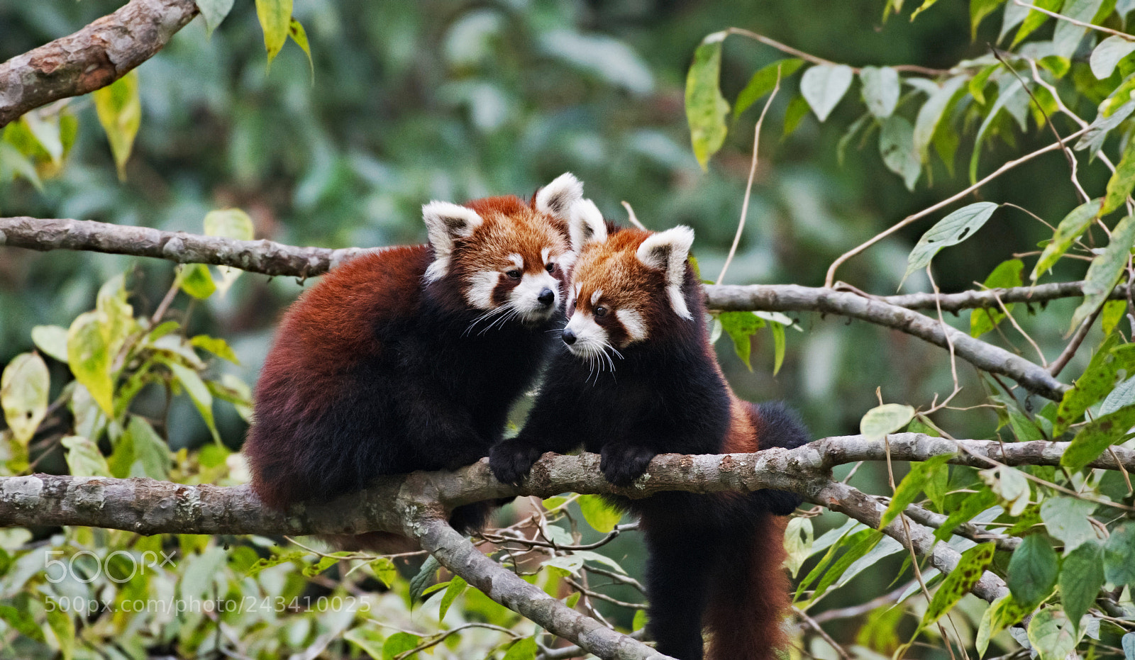 Nikon D500 sample photo. Kissing red panda photography