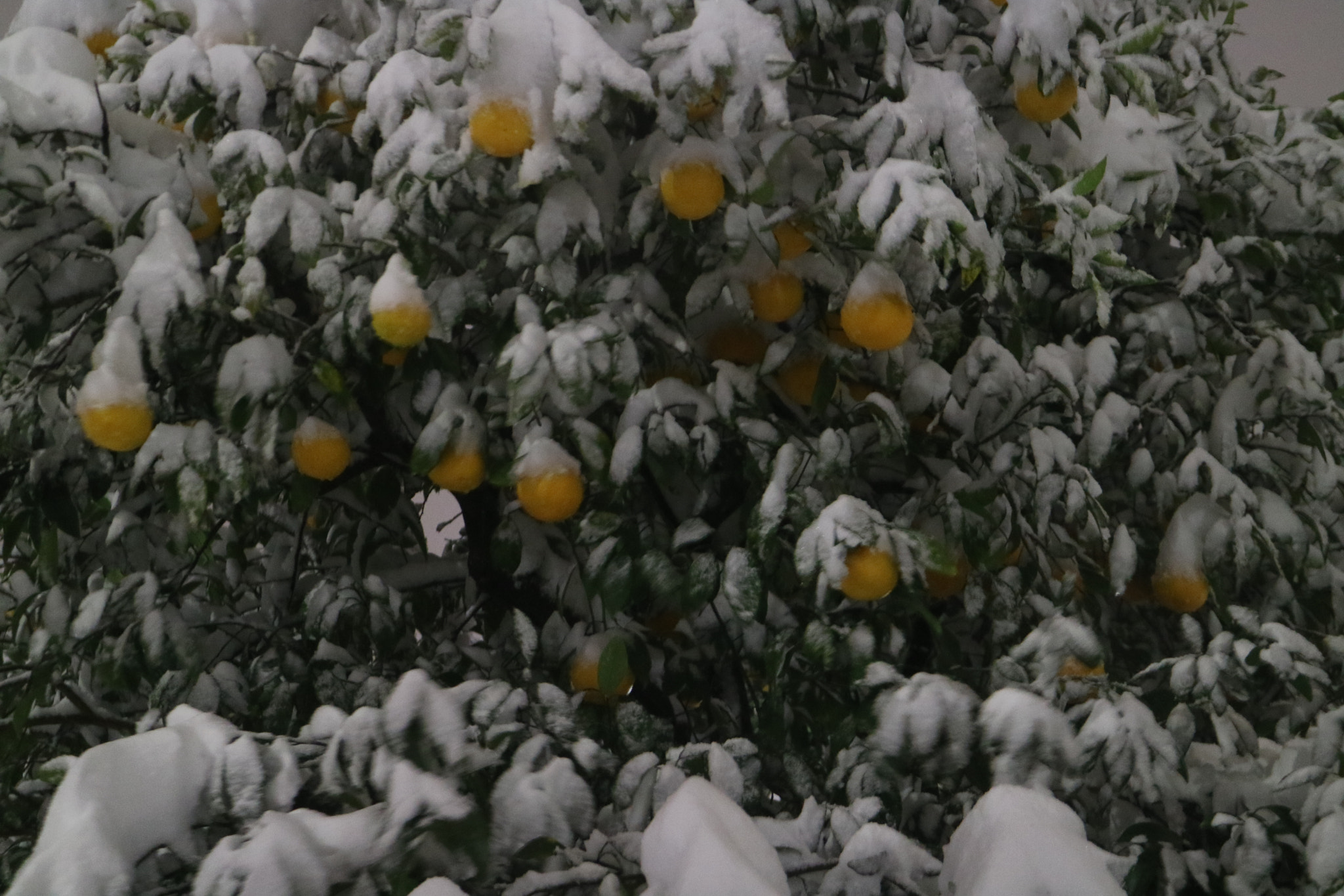 Canon EOS M3 sample photo. Fruits, tree and snow photography