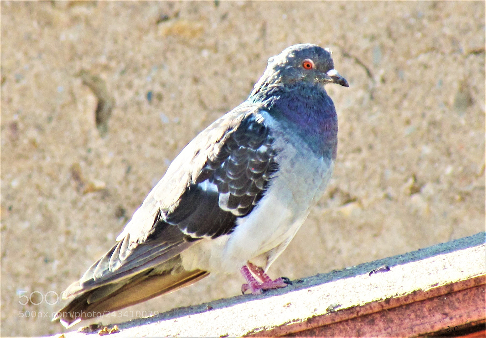 Canon PowerShot SX30 IS sample photo. Pigeon photography