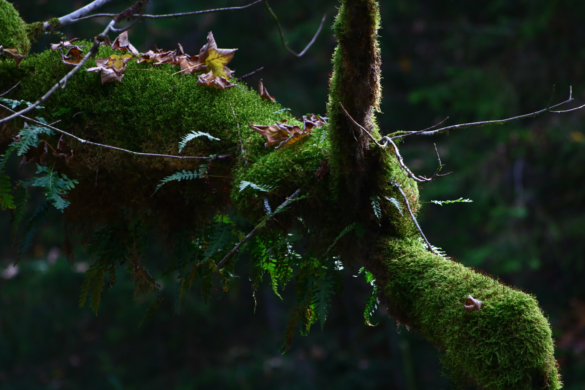 Sigma 70-300mm F4-5.6 APO DG Macro sample photo