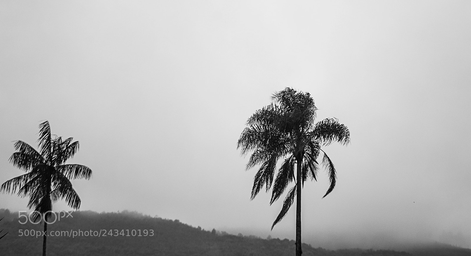 Nikon D3100 sample photo. Chuva photography