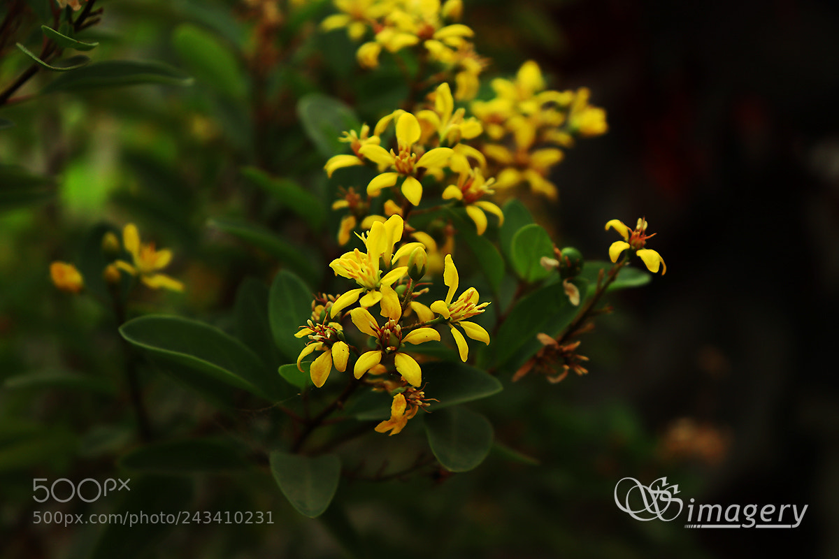 Canon EOS 200D (EOS Rebel SL2 / EOS Kiss X9) sample photo. Yellow flowers photography