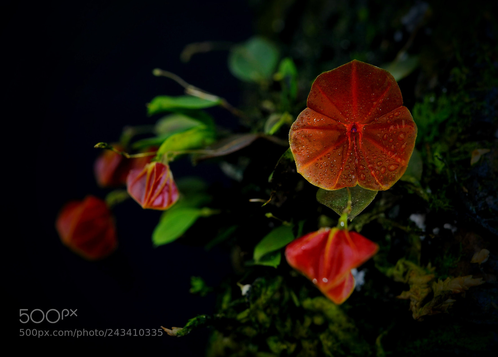 Nikon D3000 sample photo. Miniature red orchid flower photography