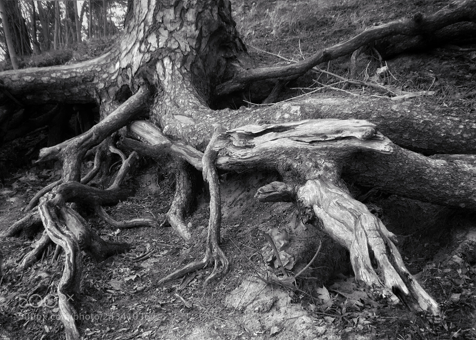 Apple iPhone SE sample photo. Ip 3572 root b&w photography