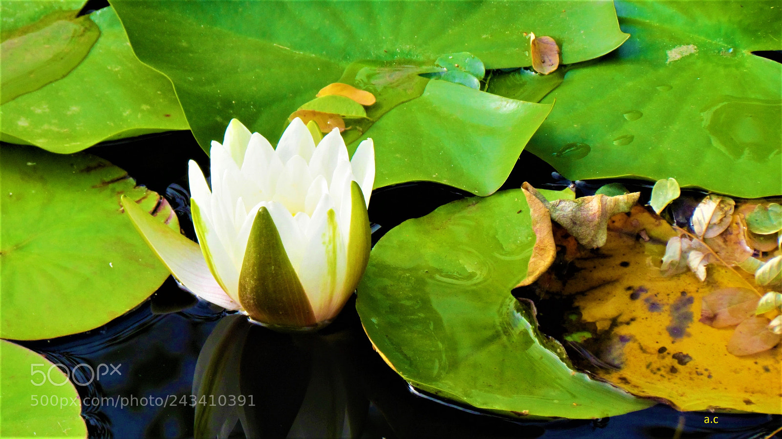 Canon PowerShot SX30 IS sample photo. Lotus photography