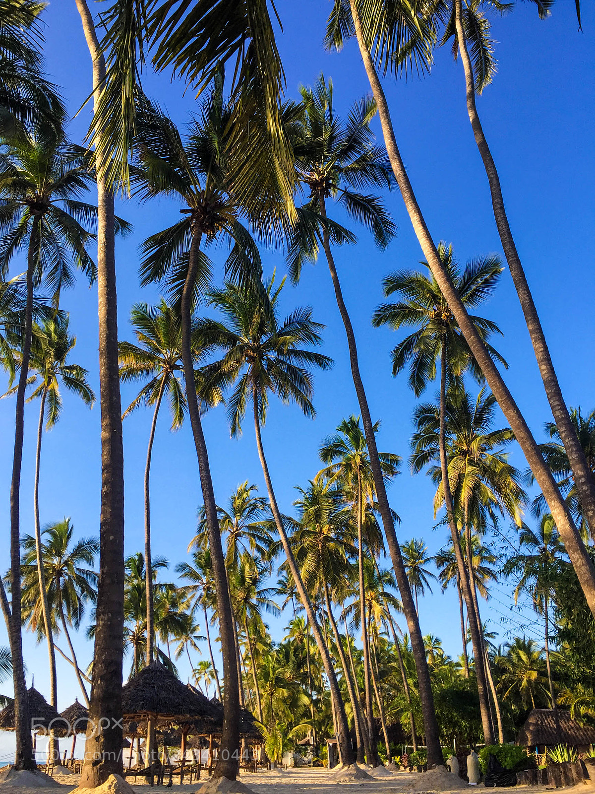 Apple iPhone 6 sample photo. Palm trees into sky photography