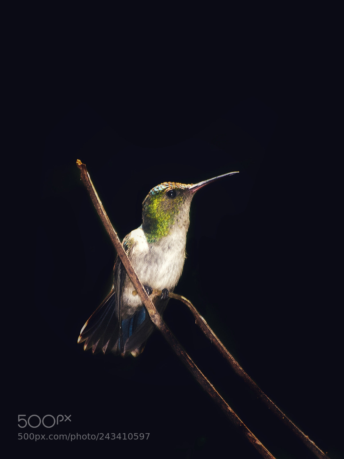 Olympus E-5 sample photo. Bronzetail hummingbird photography